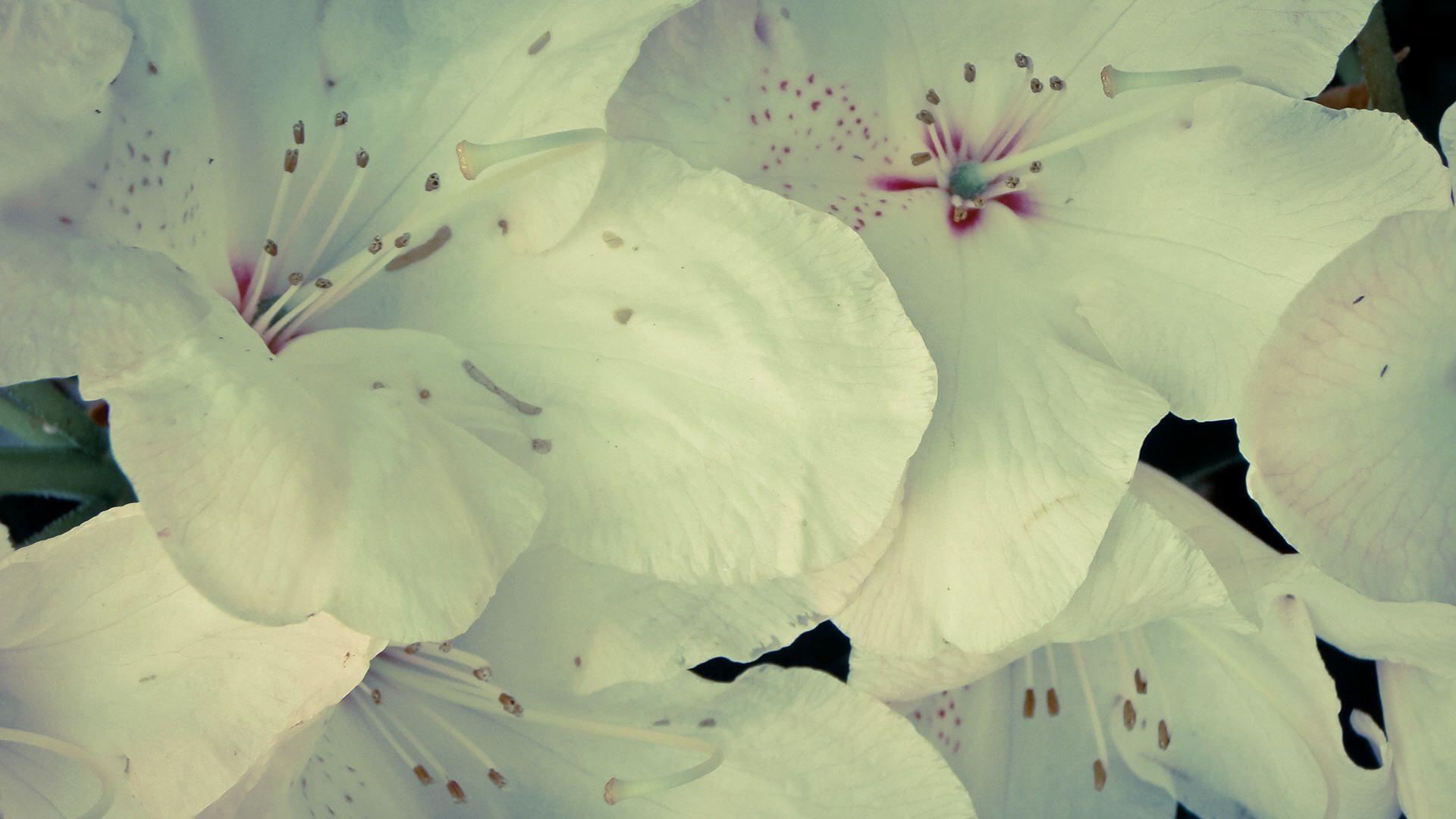 1920x1080 Download Free Modern Flower Tumblr The Wallpaper 1920x1080. HD