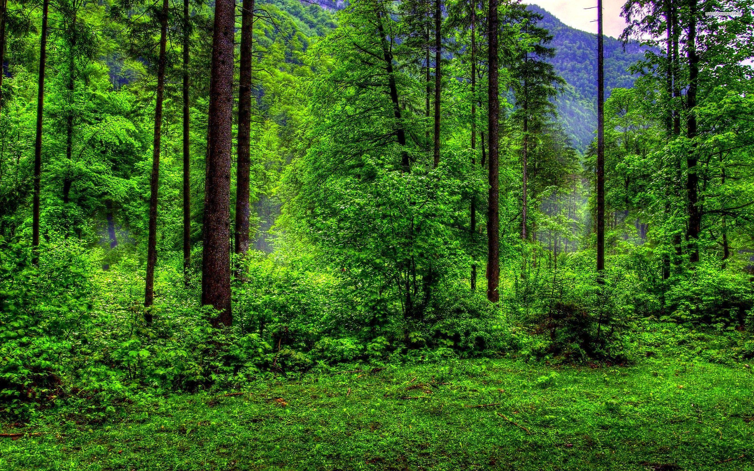 Nature Green Forest Wallpapers - Top Free Nature Green Forest