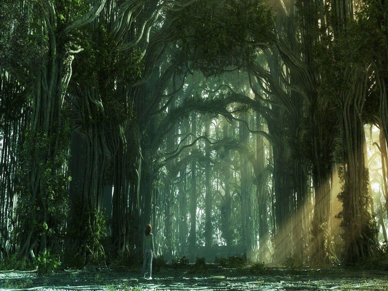 1280x960 at 7 58 pm labels cool HD wallpaper forest wallpaper 252
