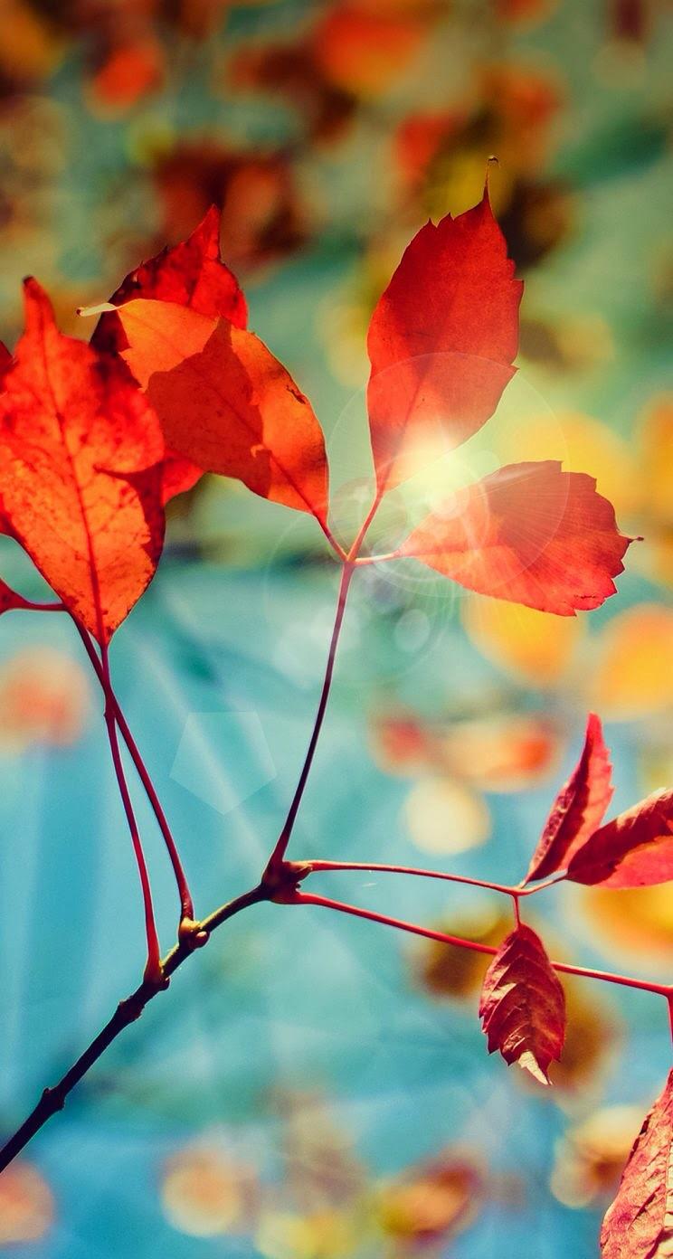 744x1392 IPhone 5s Wallpaper HD