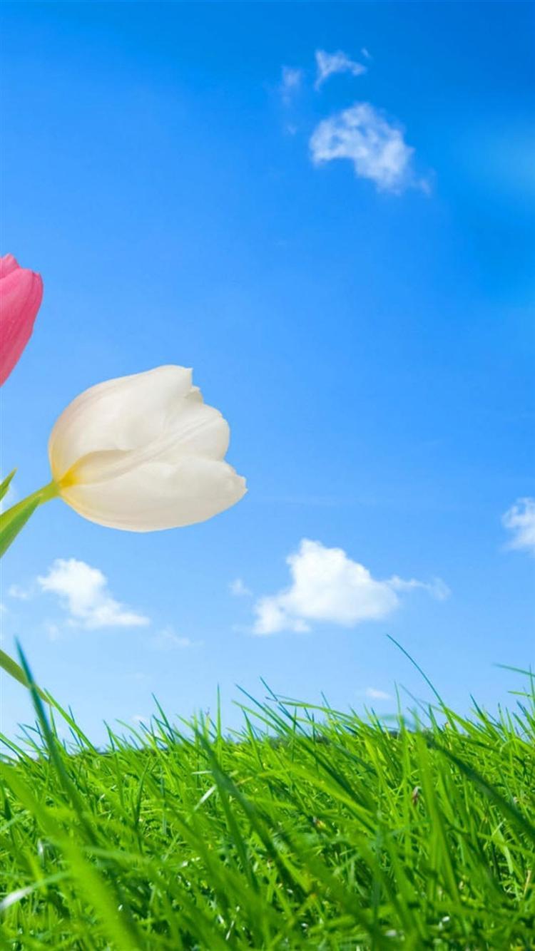 750x1334 Spring iPhone 6 Wallpaper