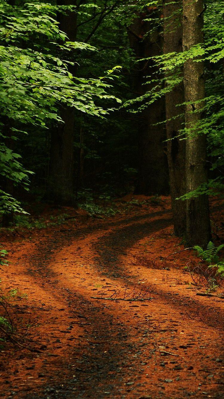 750x1334 Dark Forest Road iPhone 6 Wallpaper HD Wallpaper