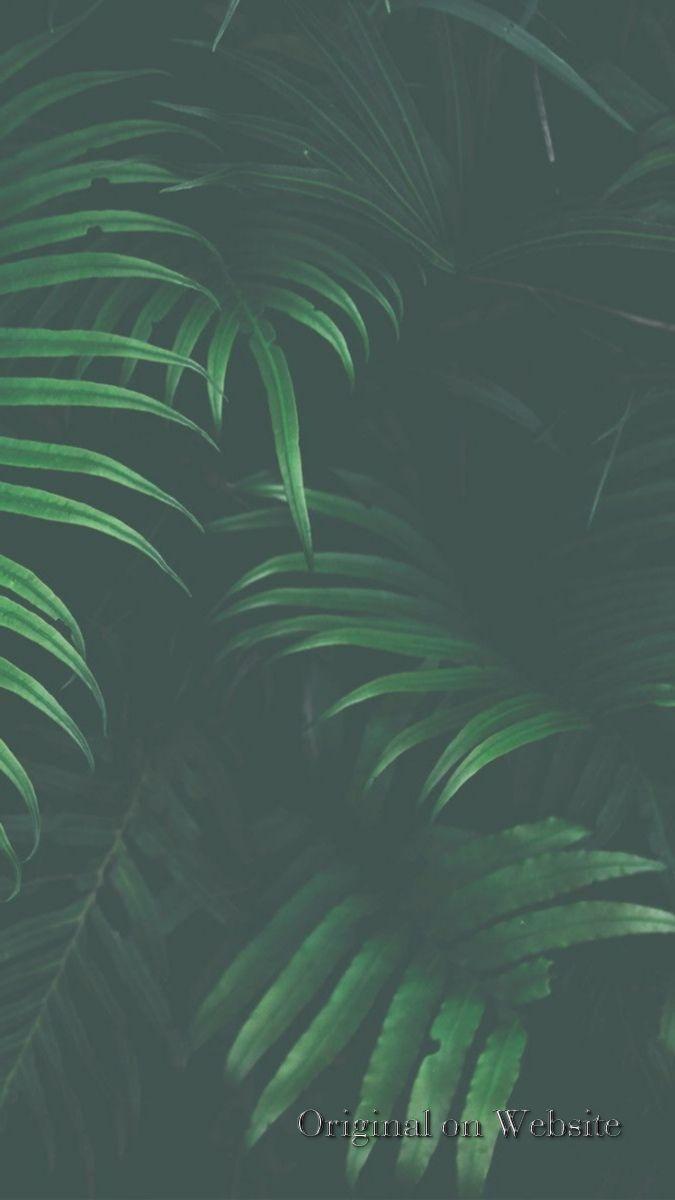 675x1200 iPhone Wallpaper 4k Nature- 5 Wallpaper That Will