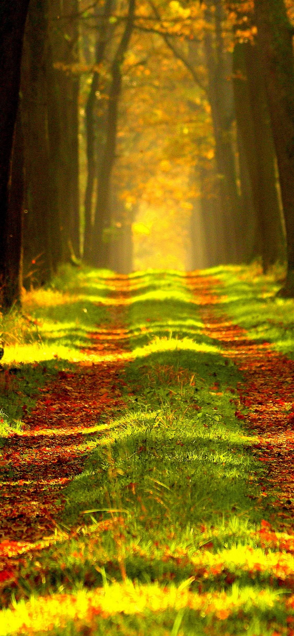 1125x2436 Nature iPhone Wallpaper ! Download HD iPhone Background