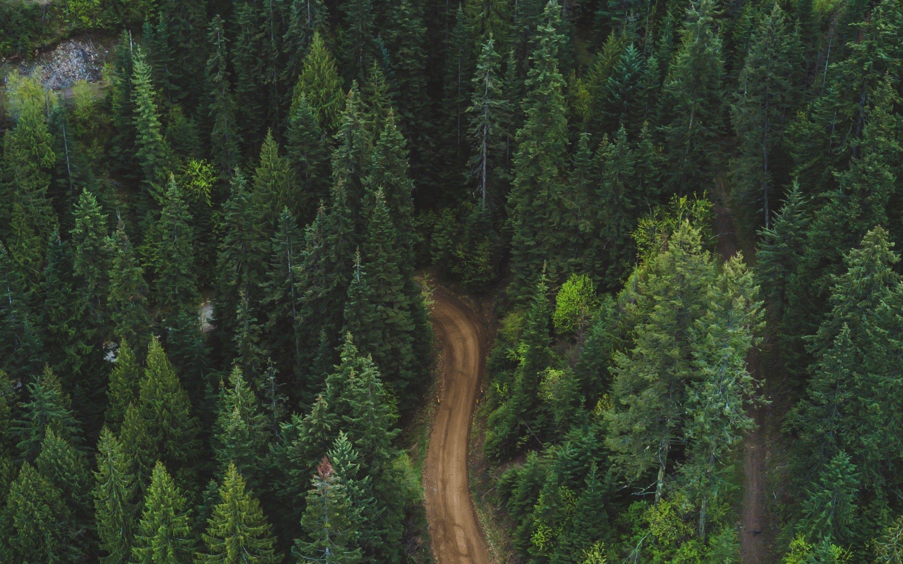 2880x1800 Aerial view of a road inside the forest HD Wallpaper 15 Retina