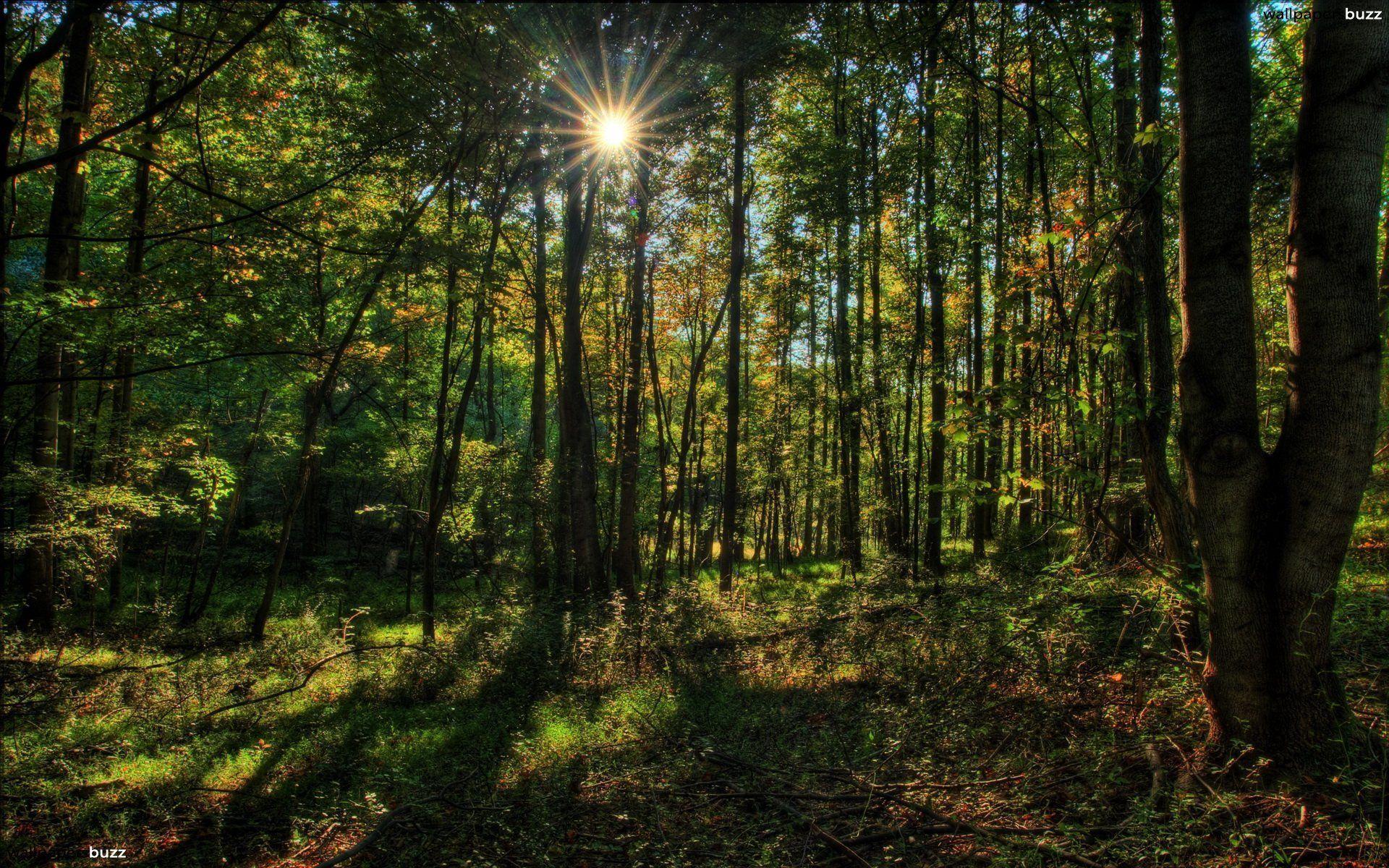 1920x1200 Forest HD Wallpaper