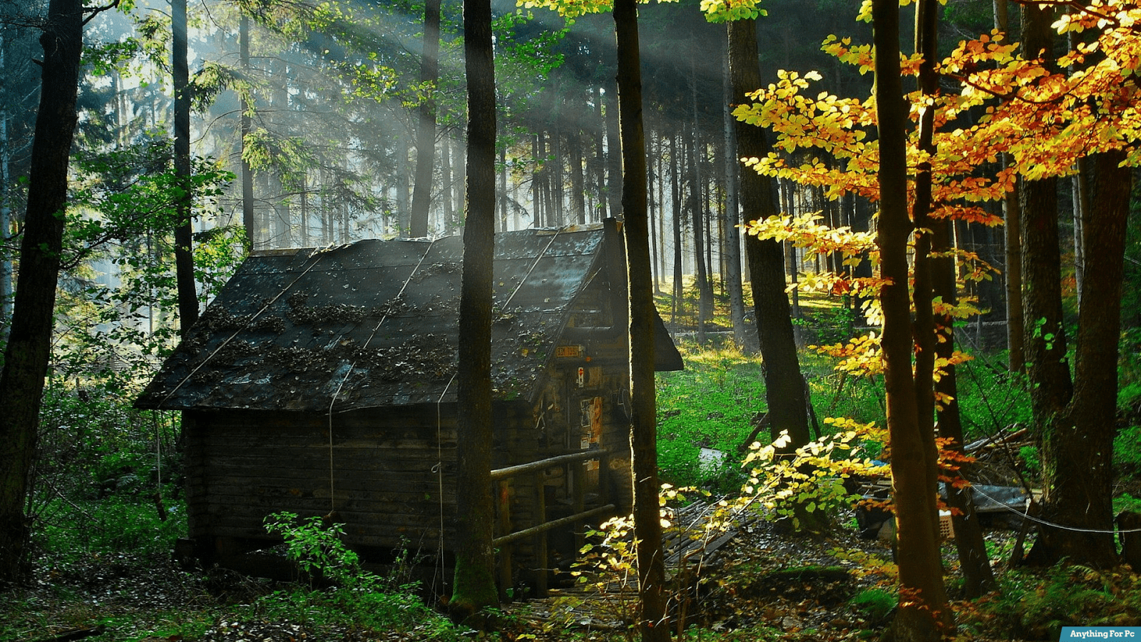 1600x900 Pack Of 3 Hut In Forest 1080p HD Wallpaper In Forest