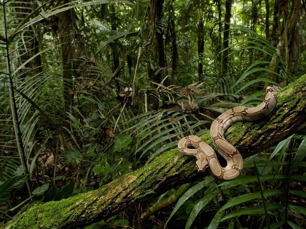 1067x800 Jungle Forest HD Wallpaper Photo Download Wallpaper