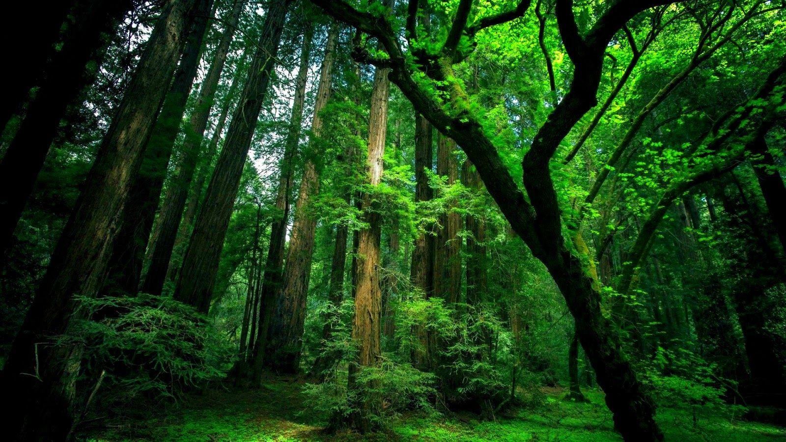 1600x900 Green Tree HD Background Picture. SMARTPHONE NEW REVIEW