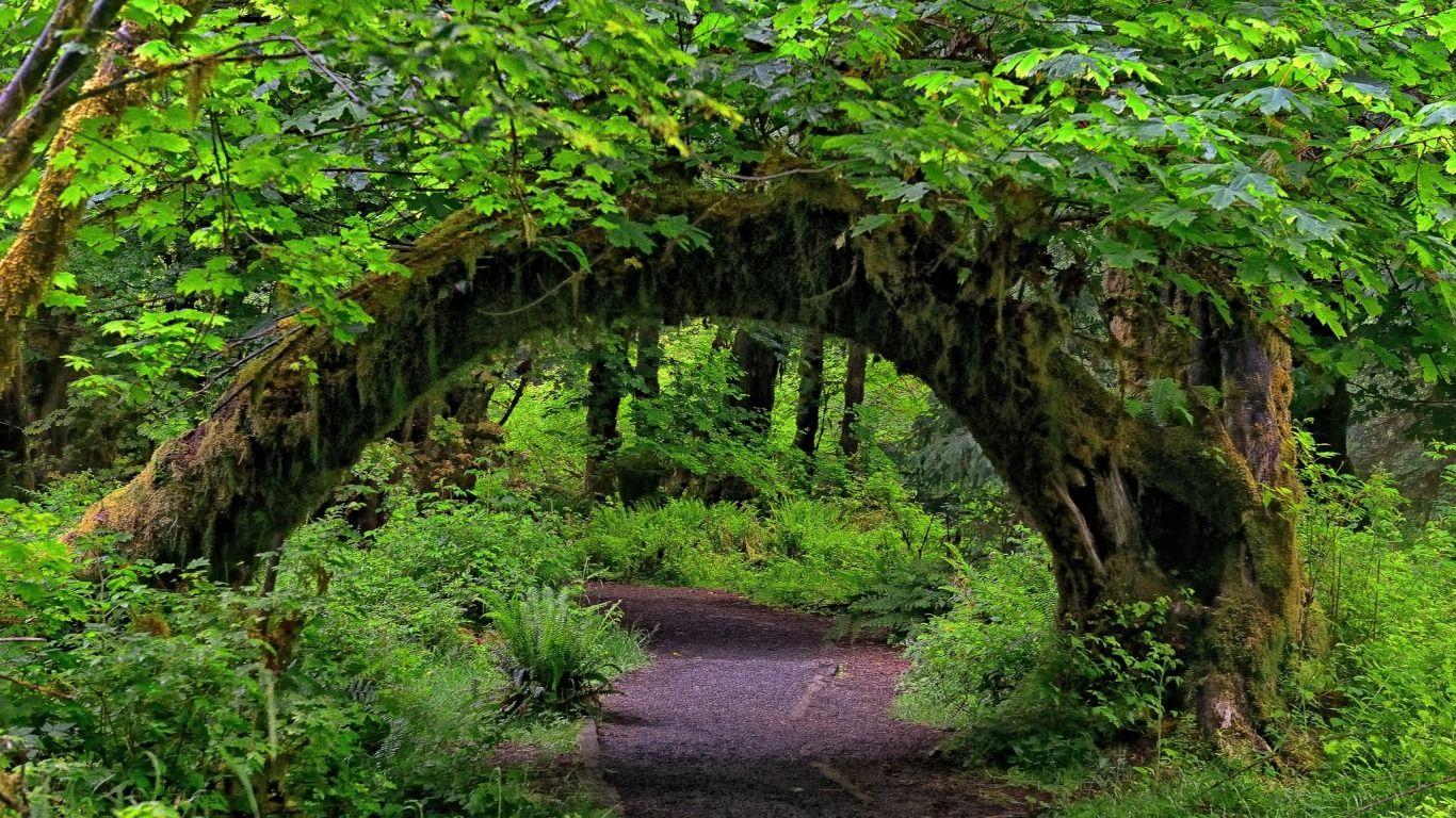 1366x768 Forest HD Wallpaper and Background Image