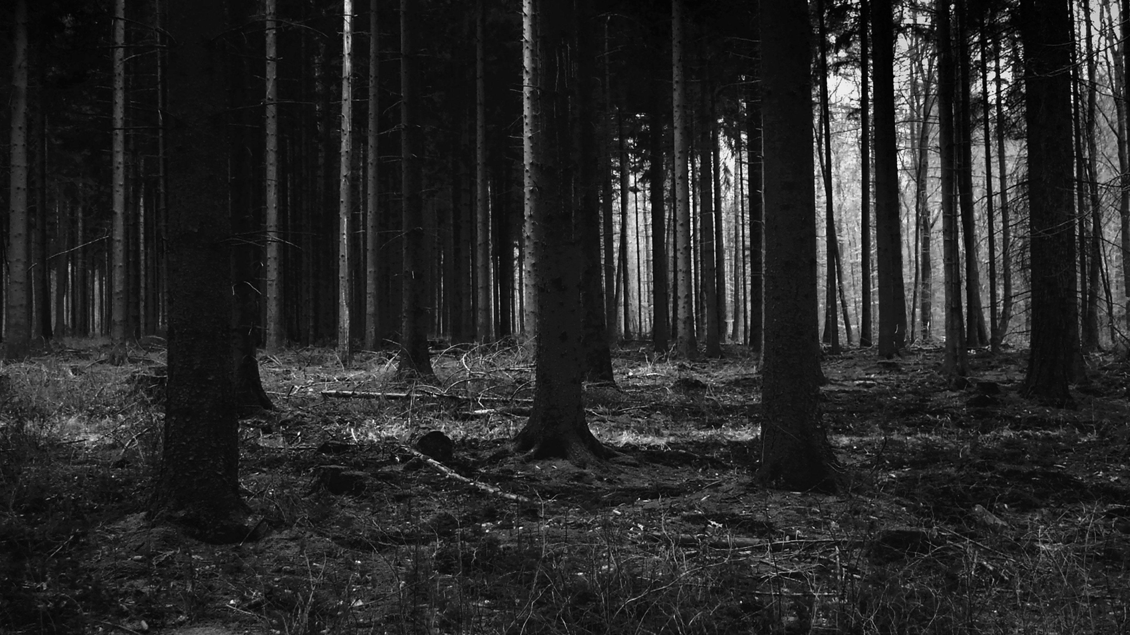3840x2160 Forest Dark Scary Night Trees Nature
