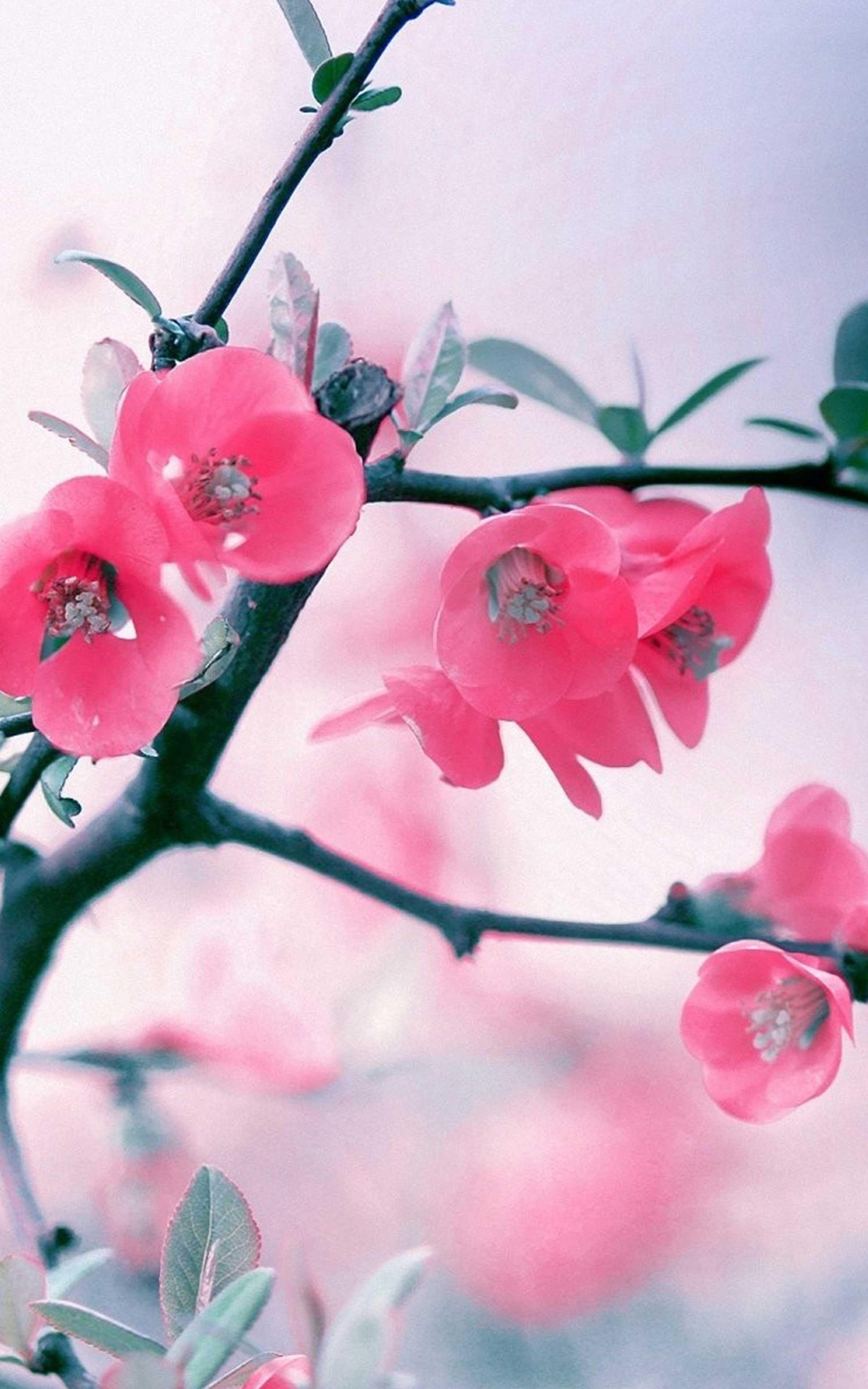 Cool Flower Wallpaper For Android Best Flower Site