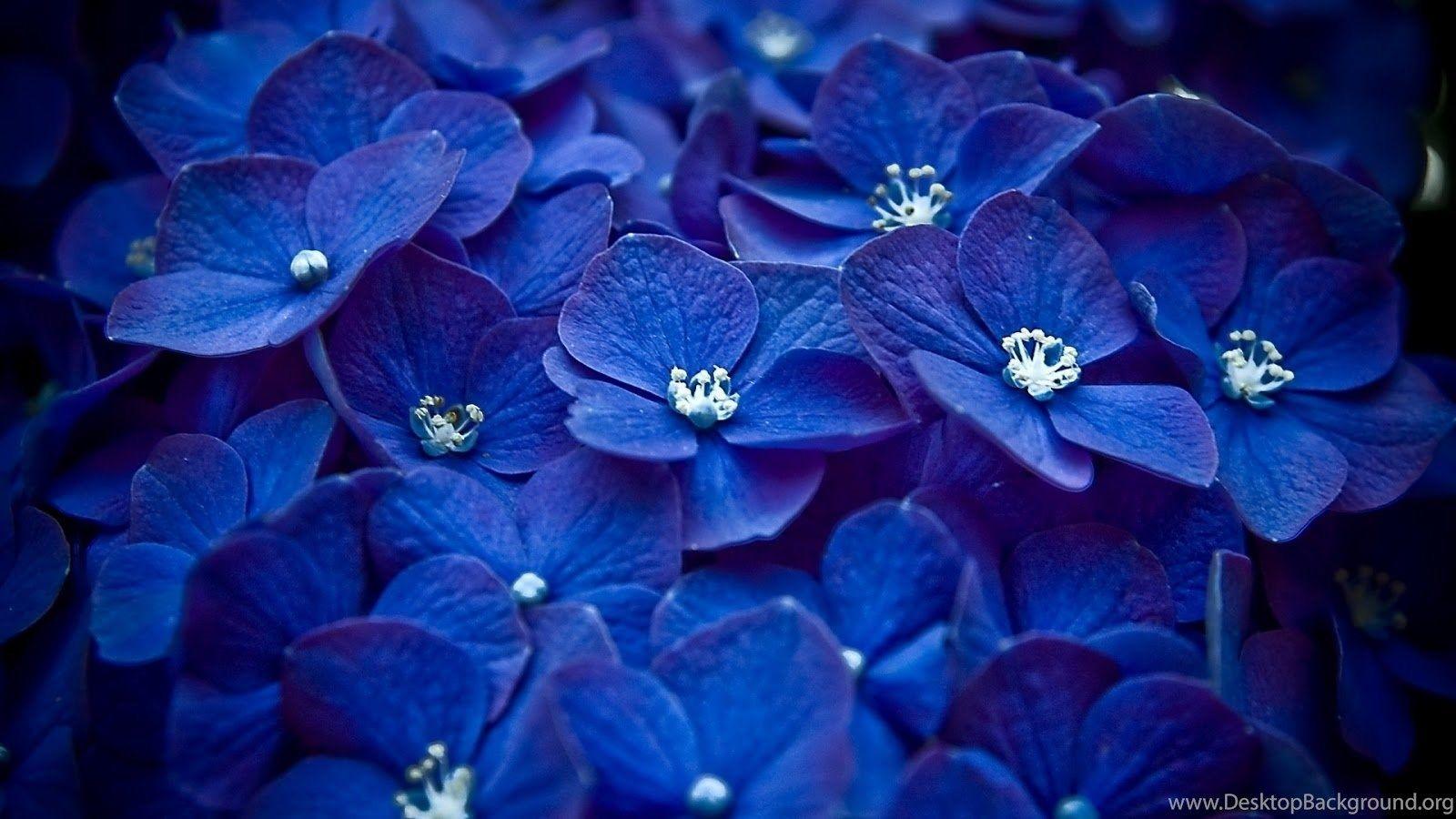 1600x900 Flower, Flower Wallpaper, Flower Desktop Wallpaper, Best Flowers