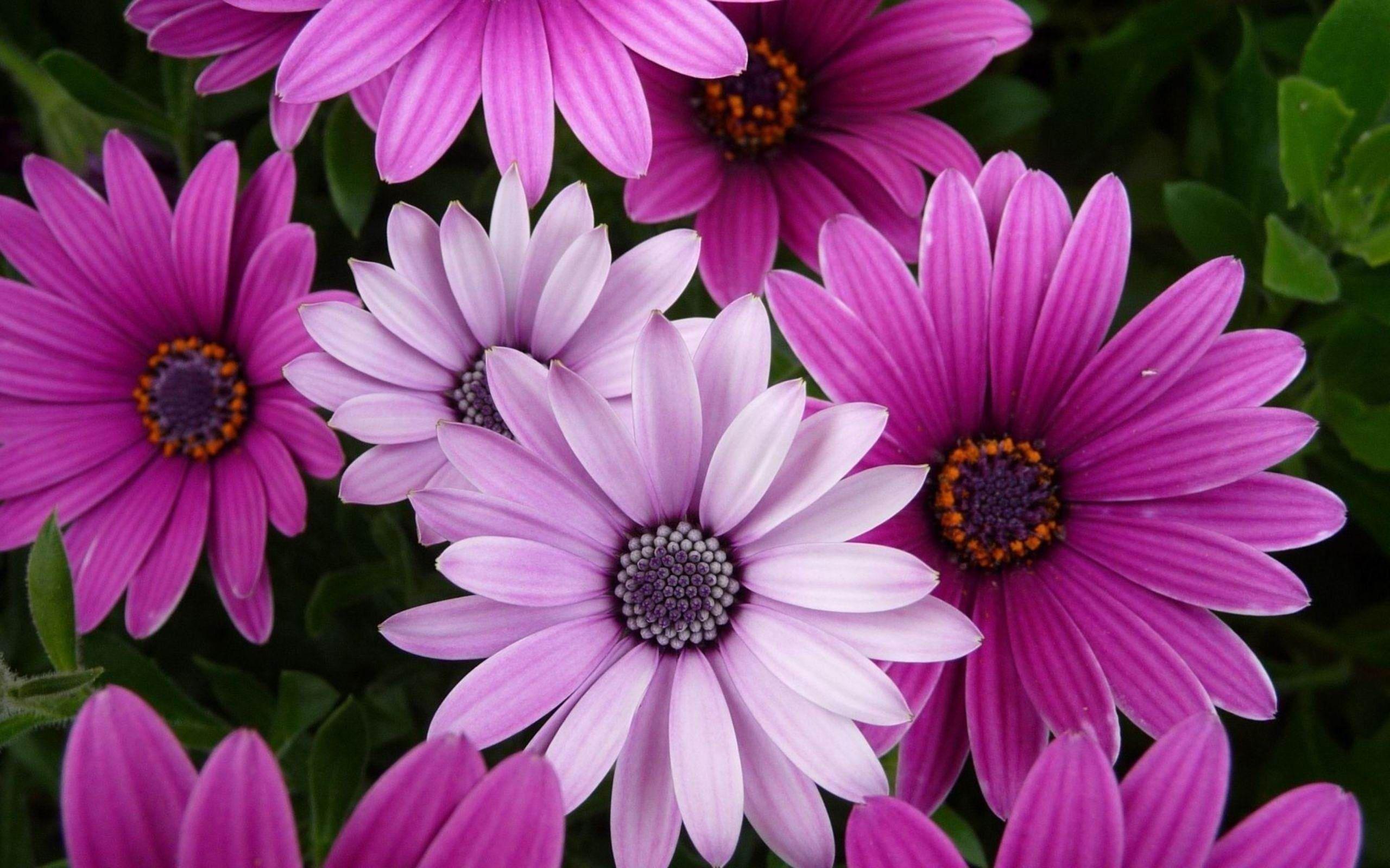 2560x1600 Plants / Cape Marigold Flowers Desktop Wallpaper Flower