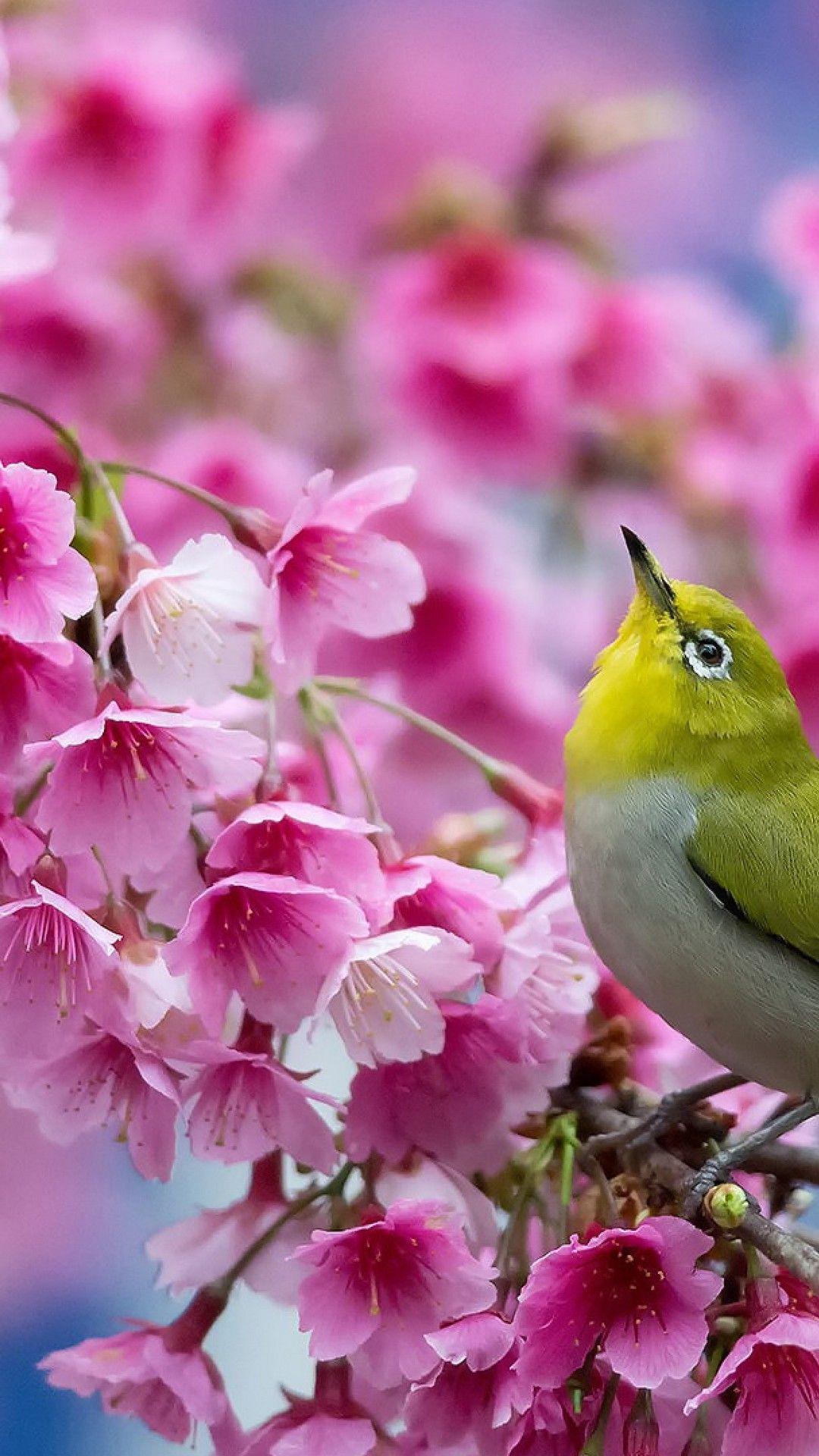 1080x1920 Spring Flowers Android Wallpaper Android Wallpaper