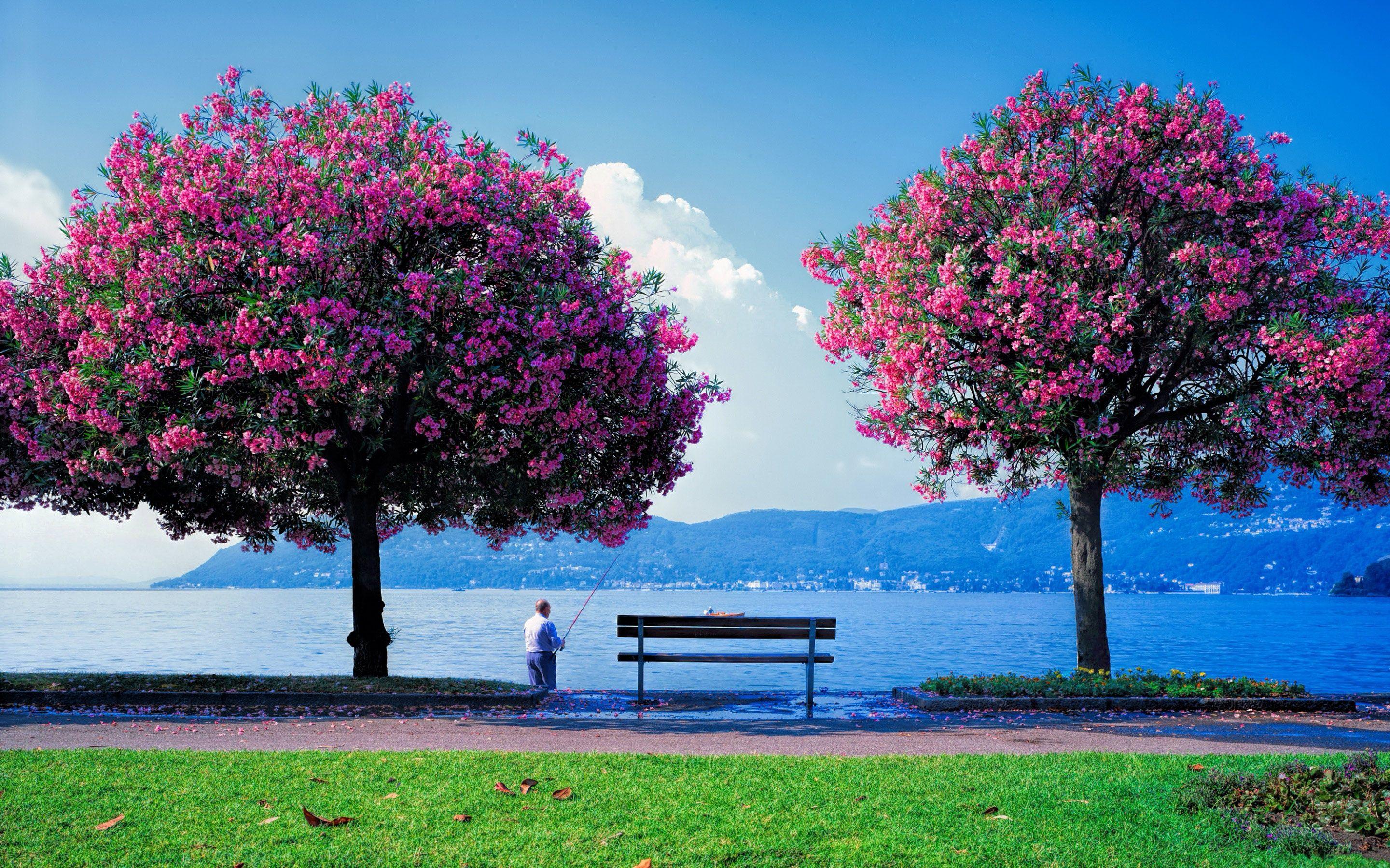 Nature Scenes Desktop Wallpapers - Top Free Nature Scenes Desktop Backgrounds - WallpaperAccess