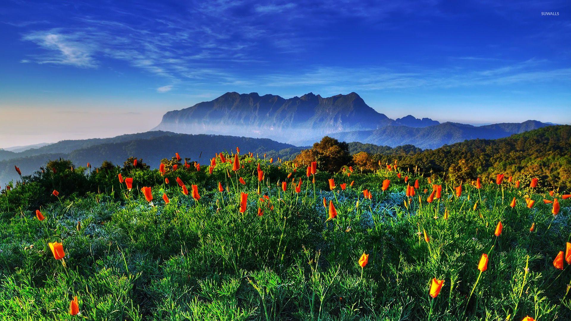 1920x1080 Spring in Thailand wallpaper wallpaper