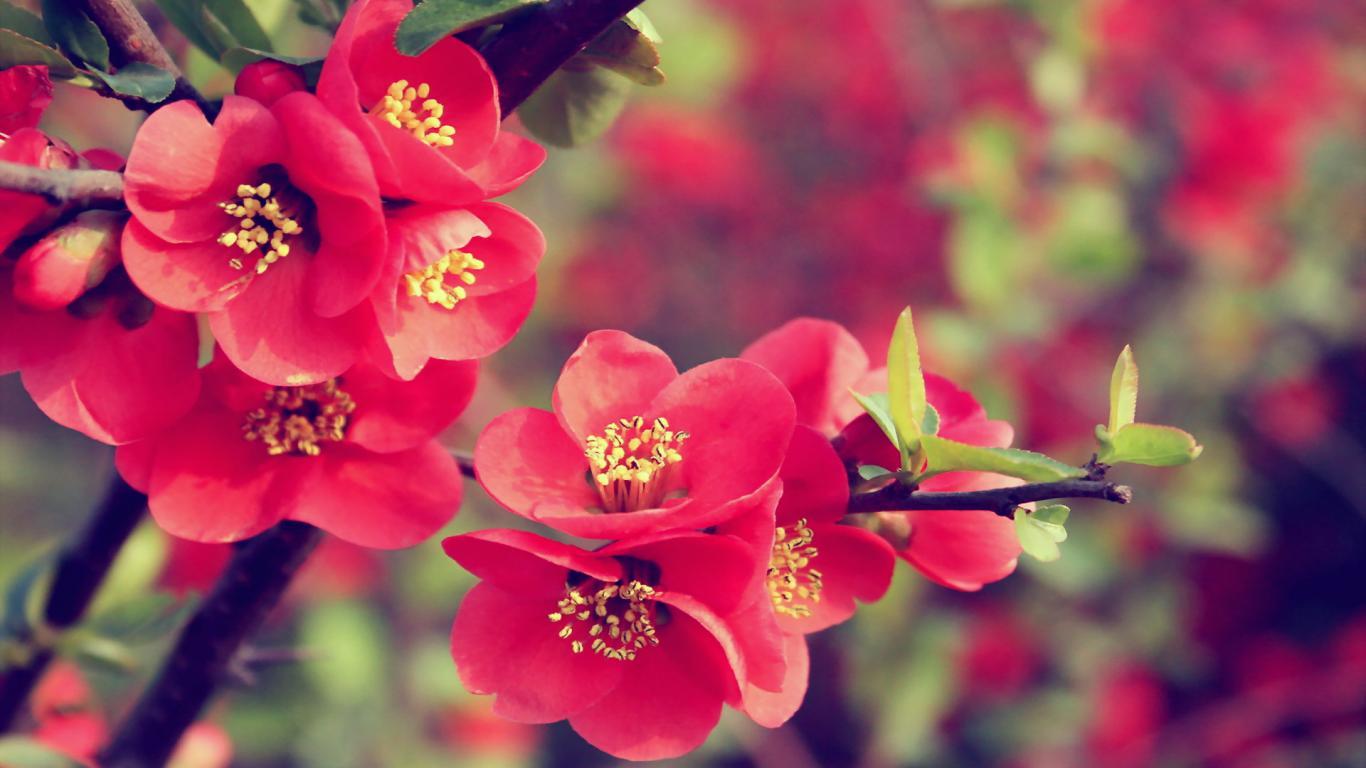 1366x768 Flower Wallpaper, Best Flower Wallpaper, 1366x