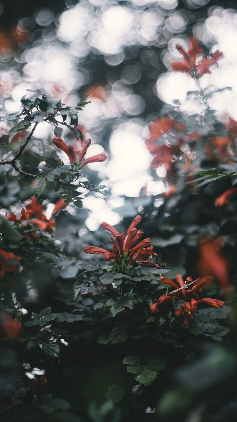 900x1600 Flower Wallpaper Free Download Flowers Wallpaper