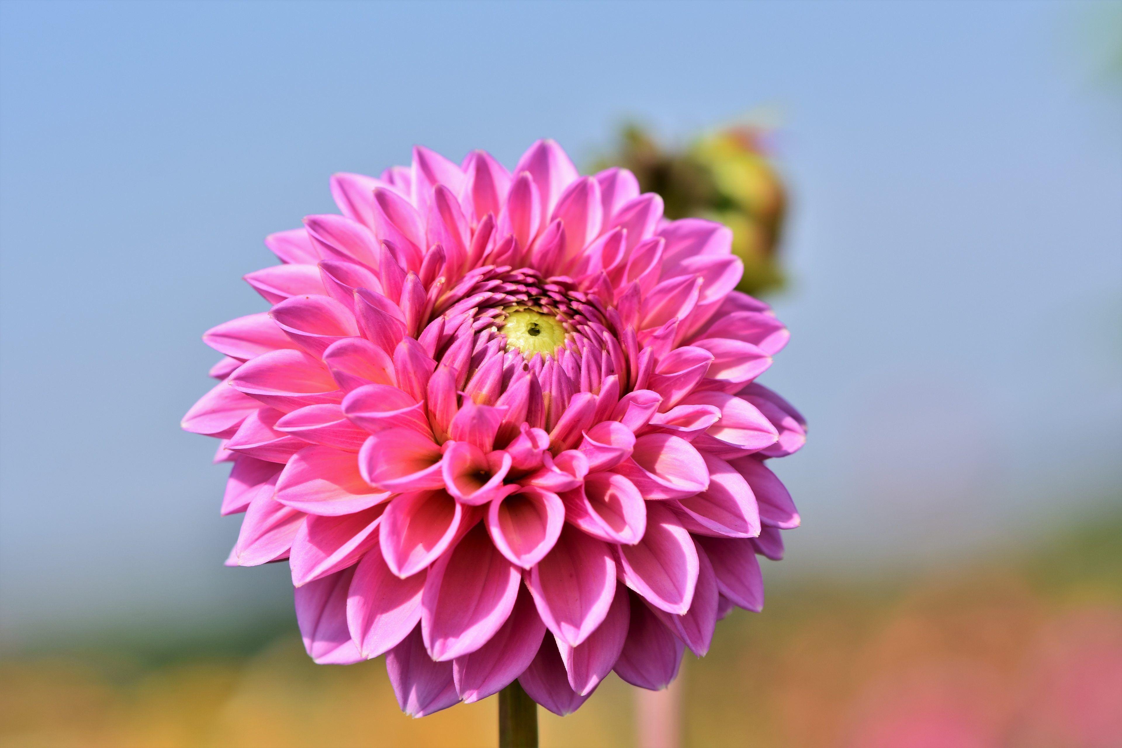3840x2560 Best Dahlia Flower Wallpaper 4k Resolution, Download