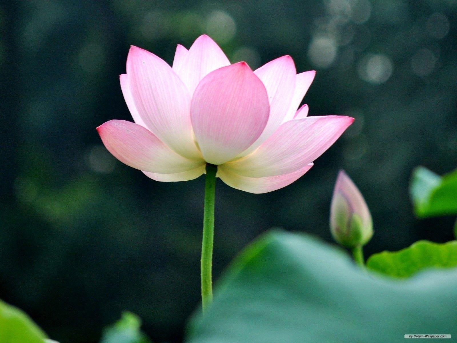 1600x1200 Lotus Flower Wallpaper Best Of Lotus Flower Wallpaper Wallpaper