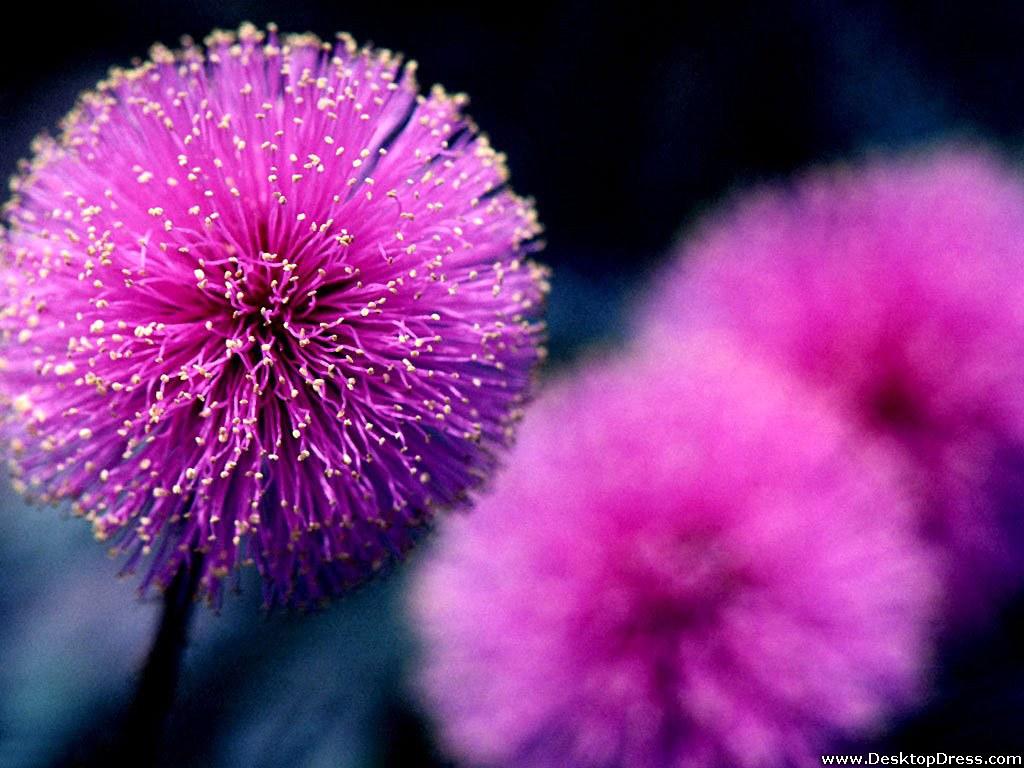 1024x768 Best Flower Wallpaper For Desktop (1024x768 px)
