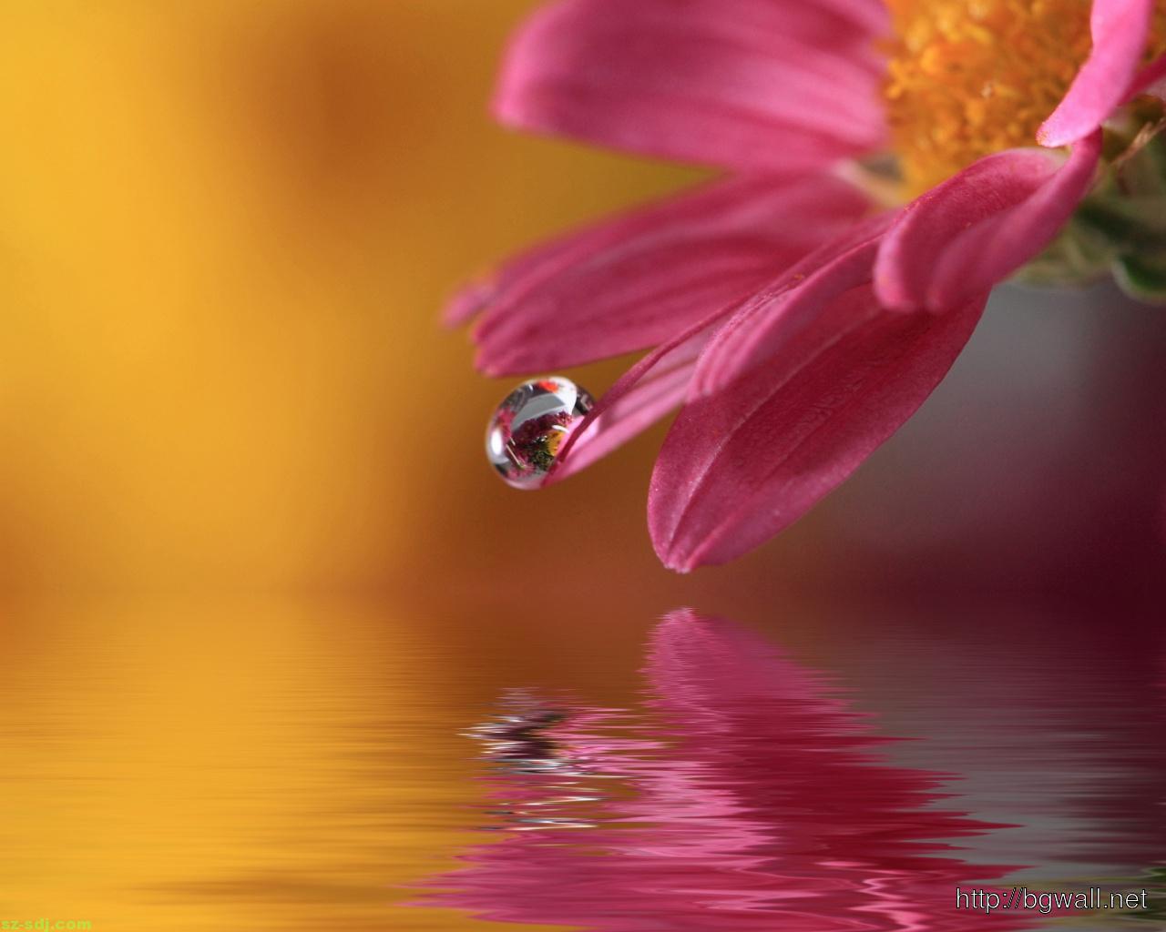1280x1024 Best Macro Flower Wallpaper For IPhone