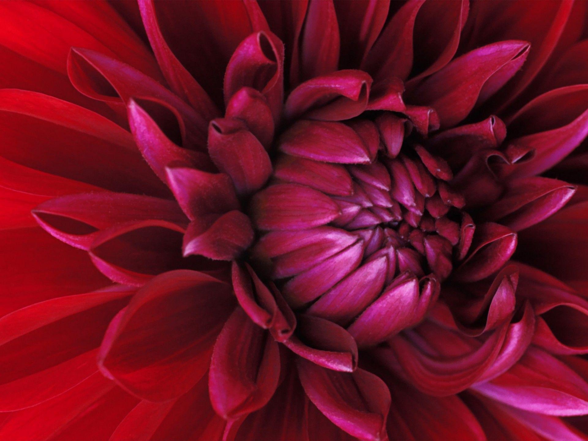 1920x1440 Windows 7 Flower Wide Flower Beautiful Best Quality Wallpaper