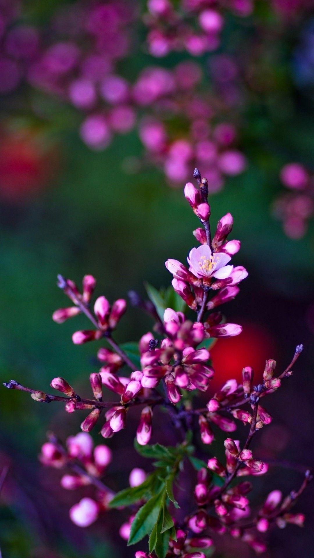 1080x1920 Best Flower Wallpaper