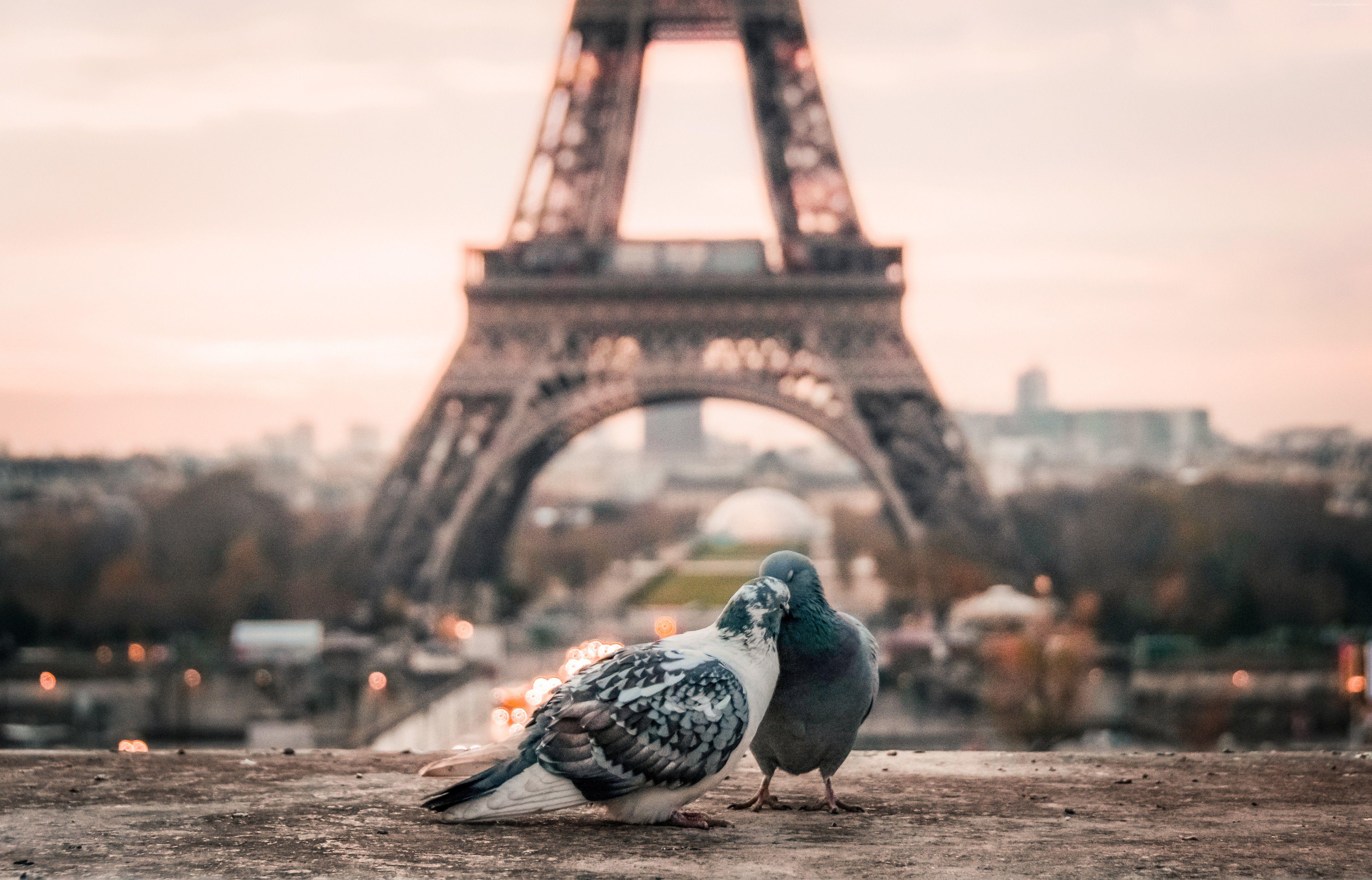5343x3428 k, #paris, #love image, #doves. Stock Image wallpaper