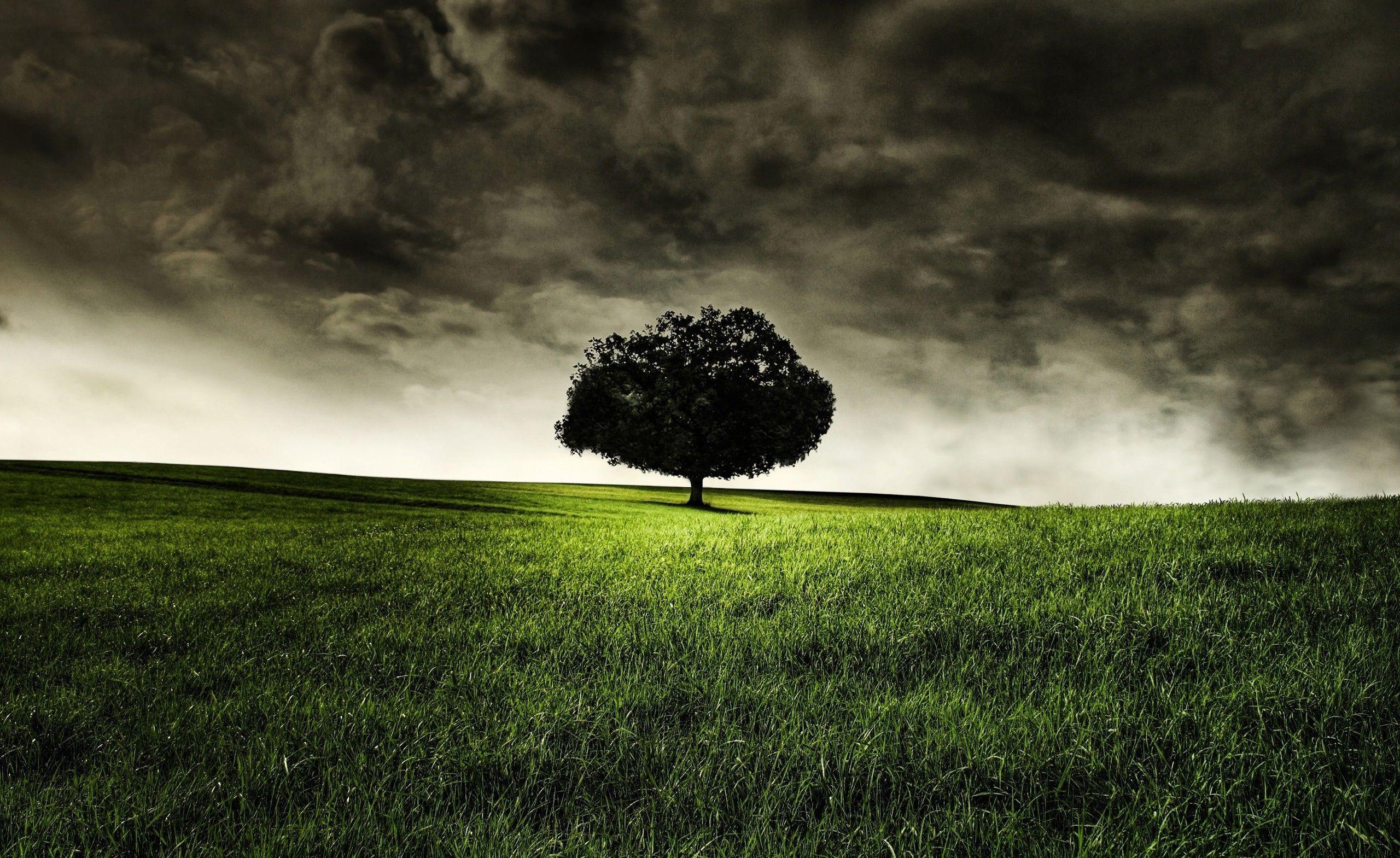 2560x1569 dark nature wallpaper. Dark Nature Clouds Grass Goodwp Com