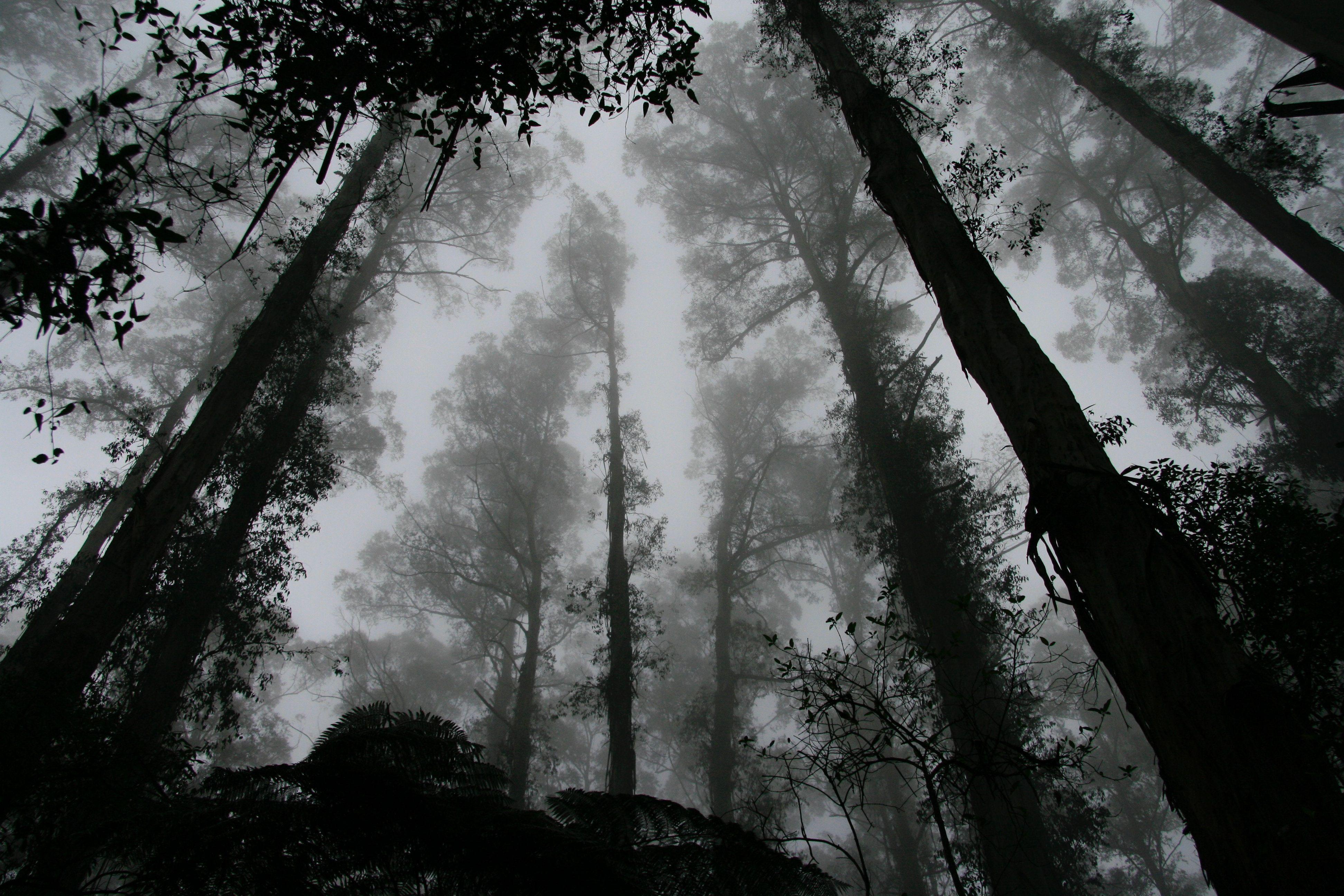 3888x2592 3888x2592 #fog, #tree, #dark, #nature, #Free , # wallpaper, #forest, #black wallpaper, #spooky, #silhoette, #calm, #black background, #cold, #outdoor. Mocah HD Wallpaper