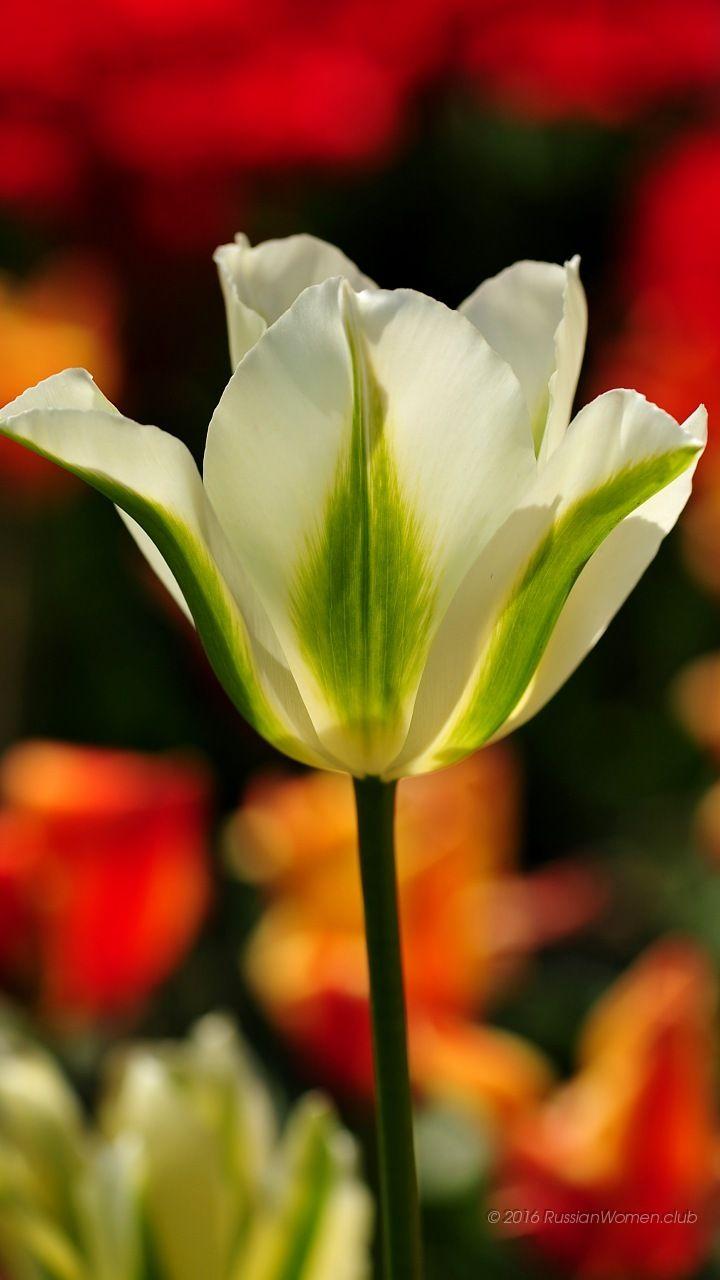 720x1280 Oppo A37 Background: 720x1280 Wallpaper. Free. 52