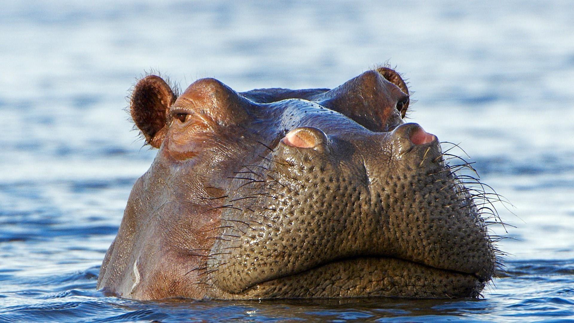 Hippo Wallpaper 75 pictures