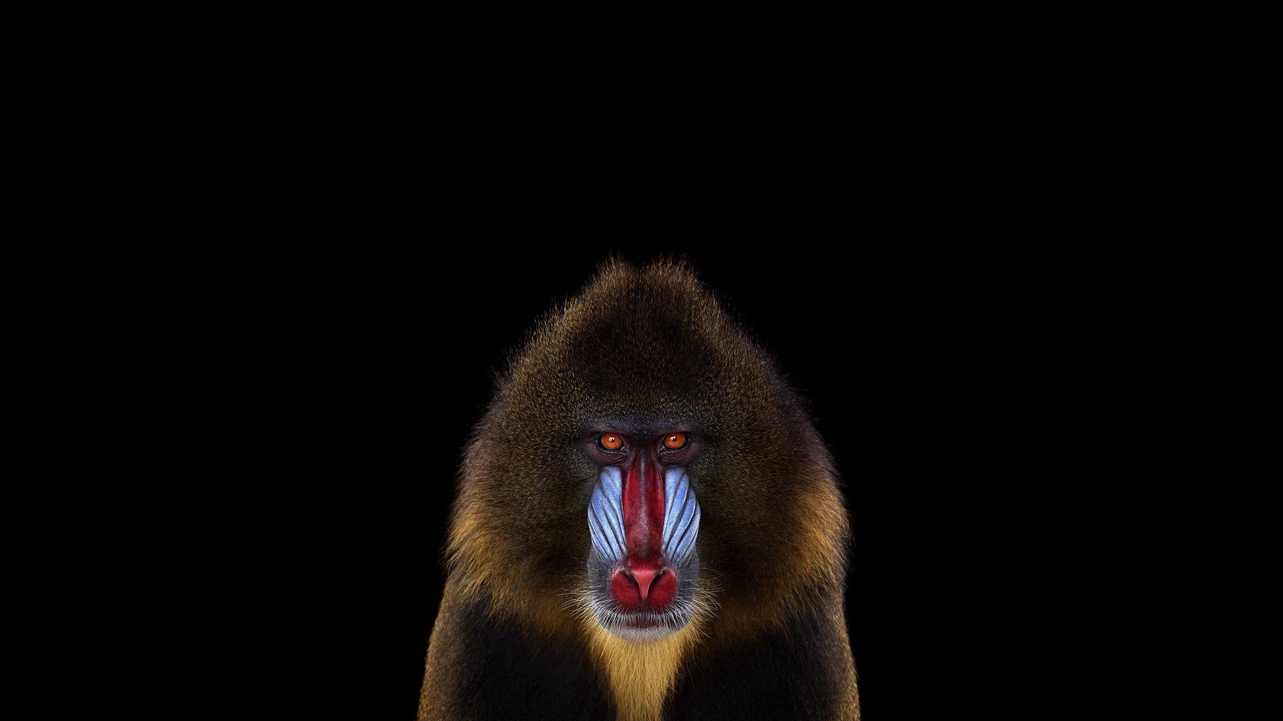 mandrill wallpaper