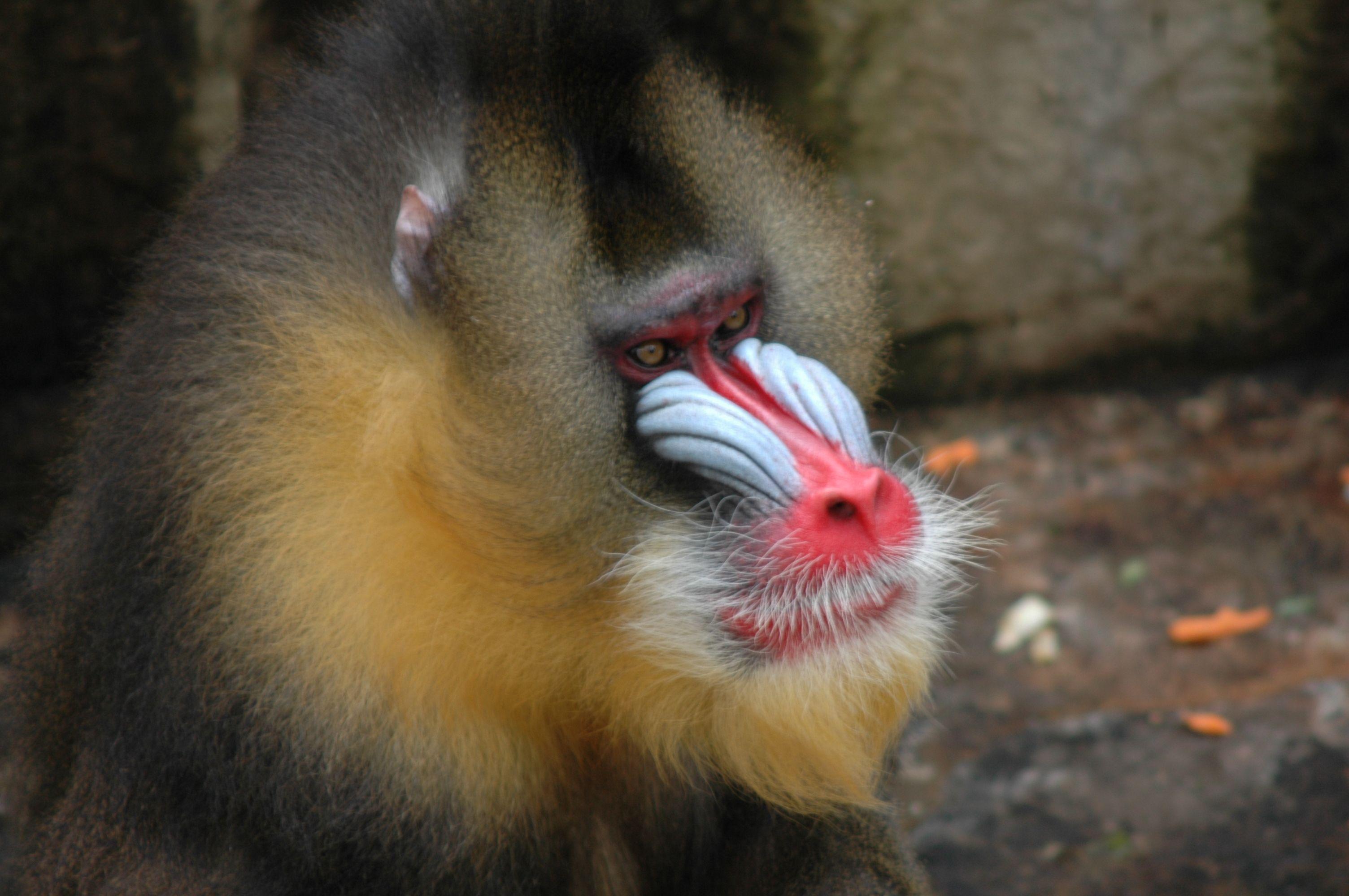 mandrill wallpaper