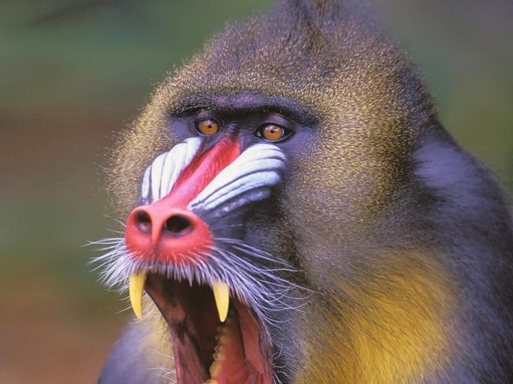 mandrill wallpaper