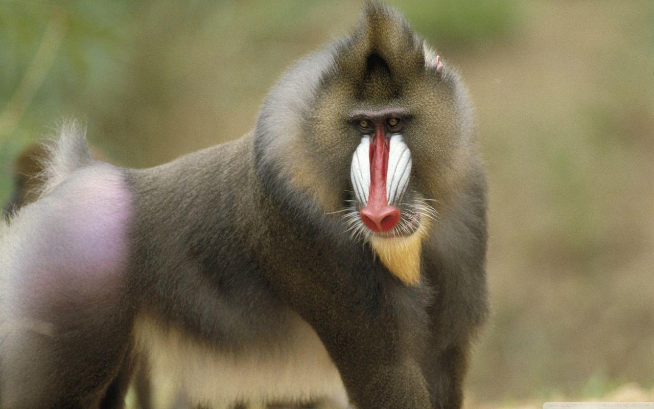 1280x800 Mandrill Wallpaper