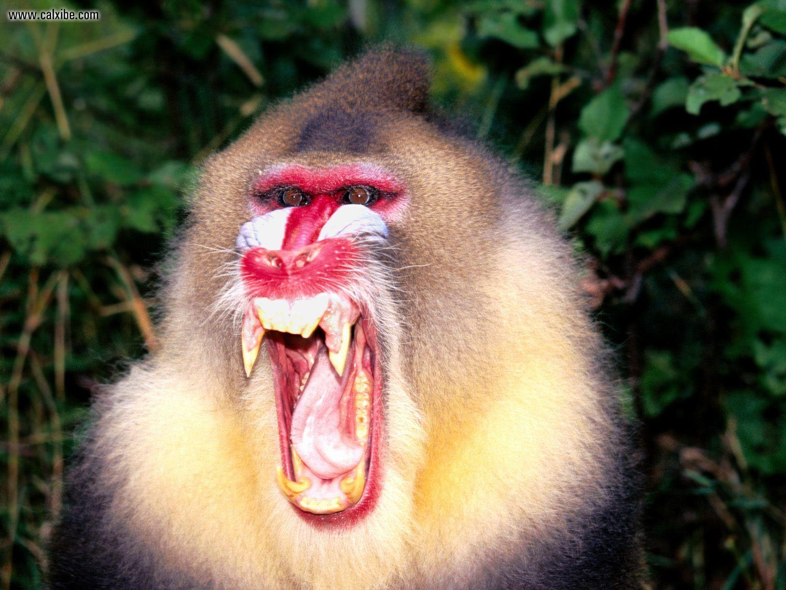 mandrill wallpaper