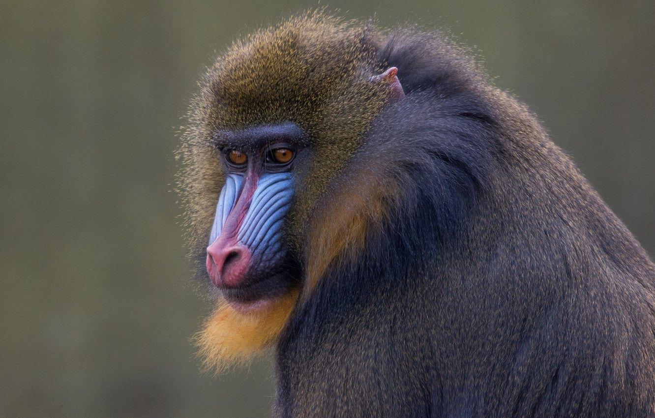 1332x850 Wallpaper animals, face, background, monkey, wildlife, primates