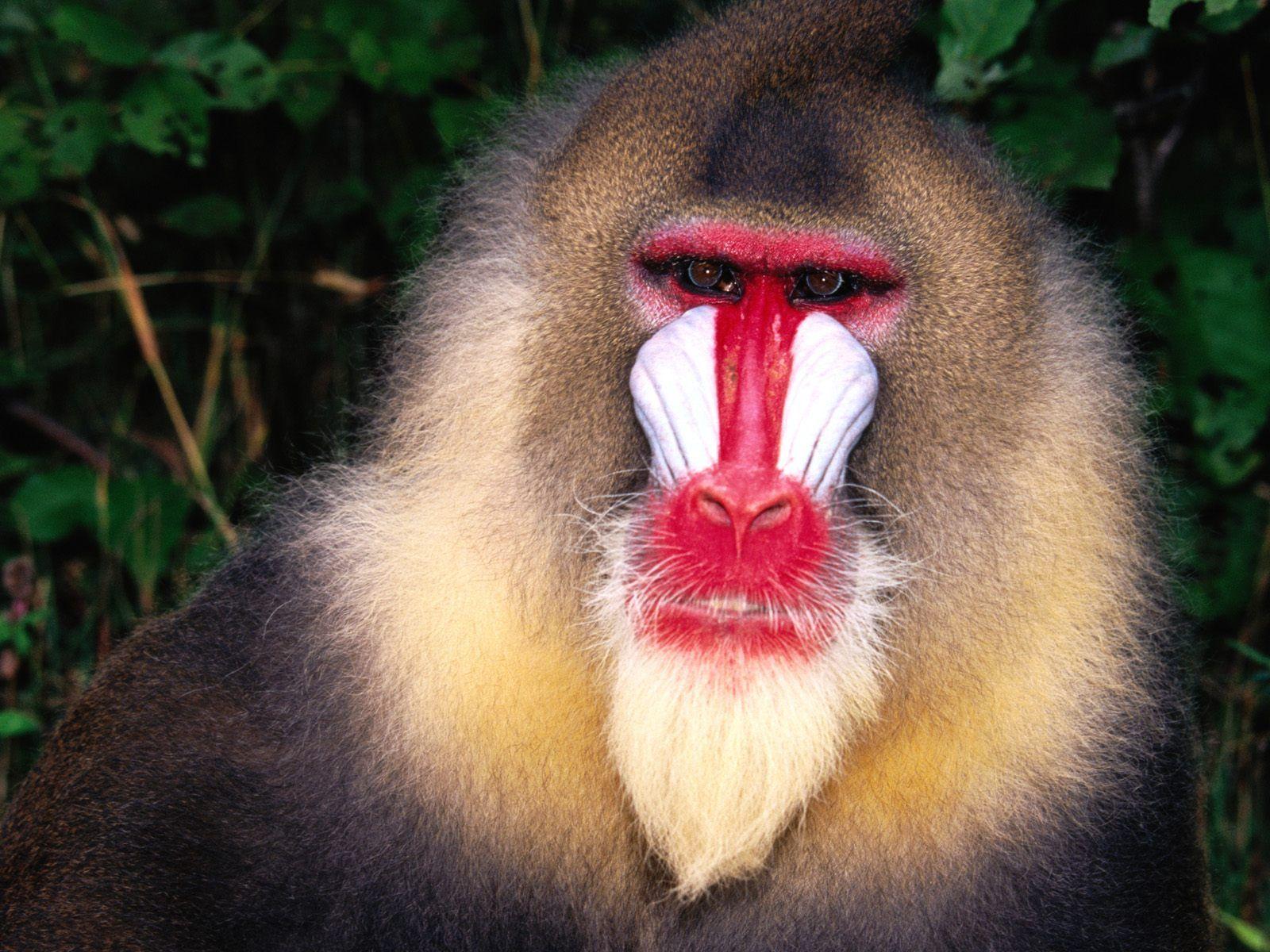 1600x1200 Free Baboon Wallpaper and Baboon Background. Baboon, Mandrill, Monkeys funny