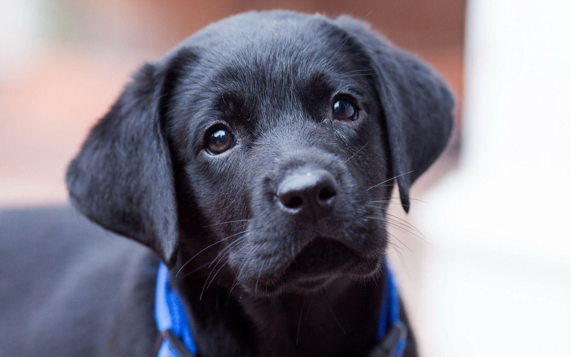 1920x1200 Black Lab Wallpaper
