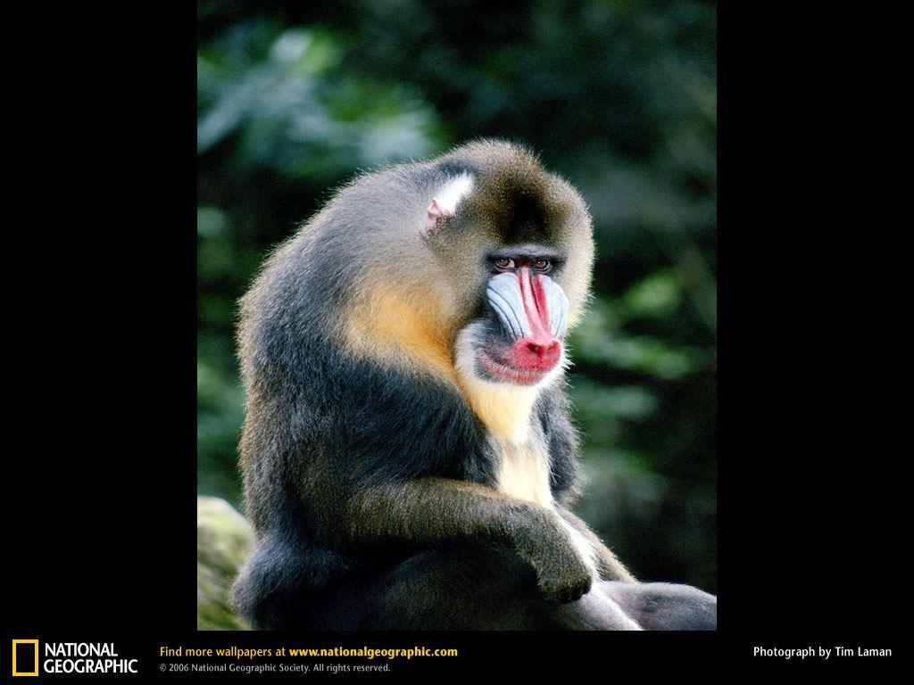 1024x768 Mandrill Wallpaper