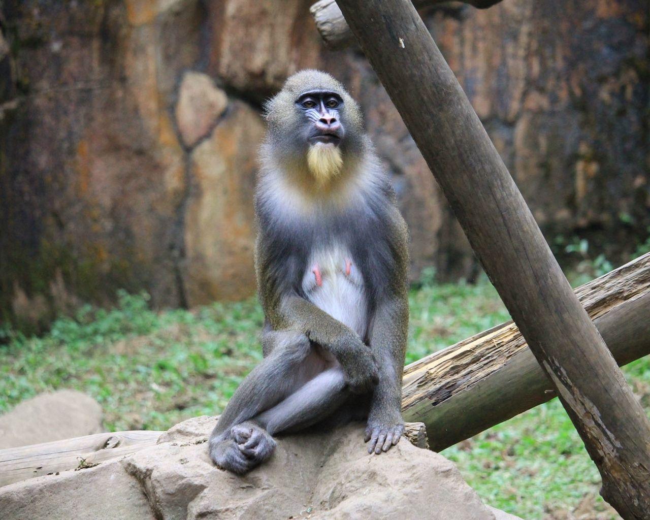 1280x1024 Download wallpaper 1280x1024 mandrill, monkey, sitting standard 5