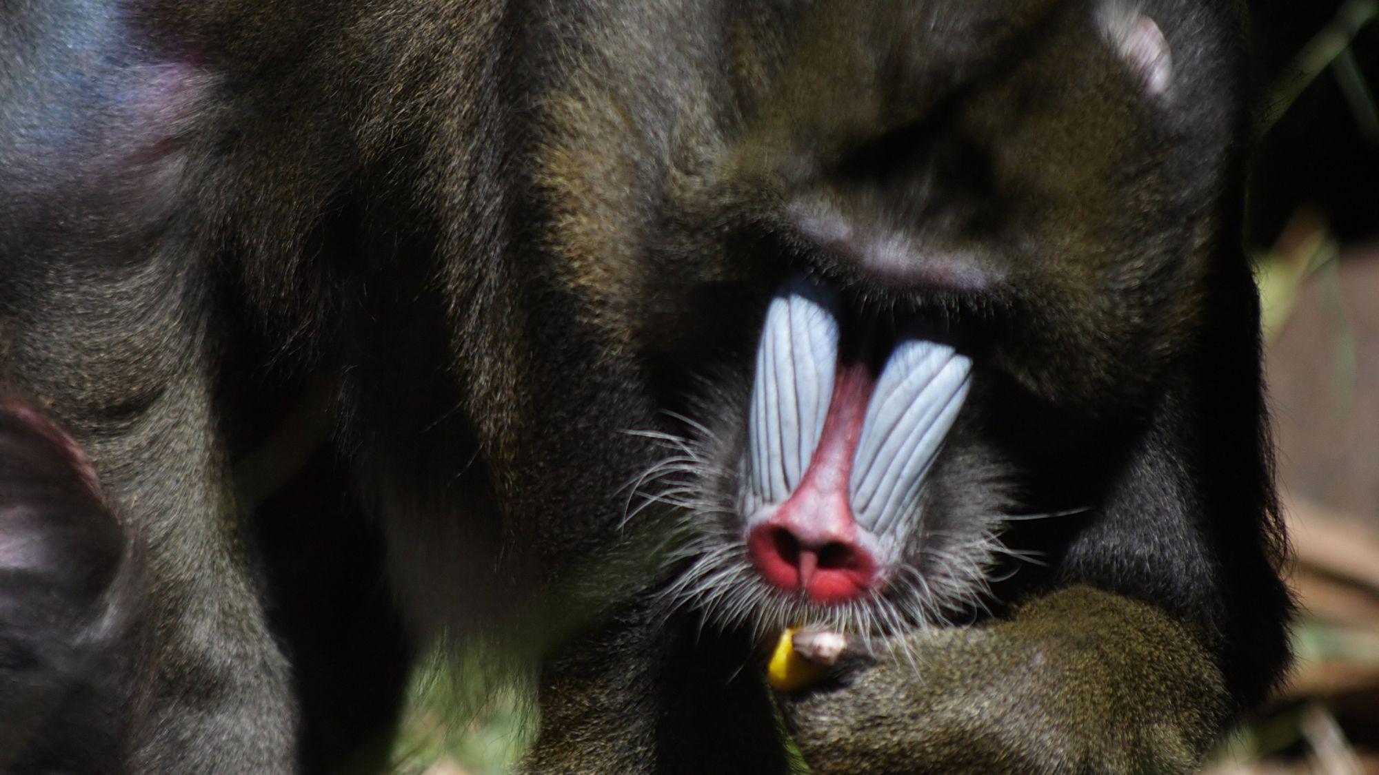 2000x1125 Mandrill Wallpaper. Mandrill Wallpaper