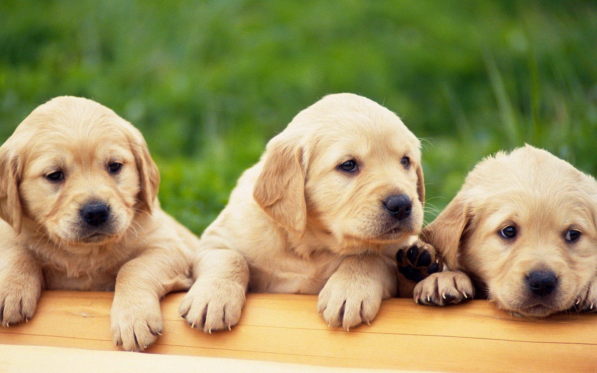Labrador Puppies Wallpapers - Top Free Labrador Puppies Backgrounds -  WallpaperAccess