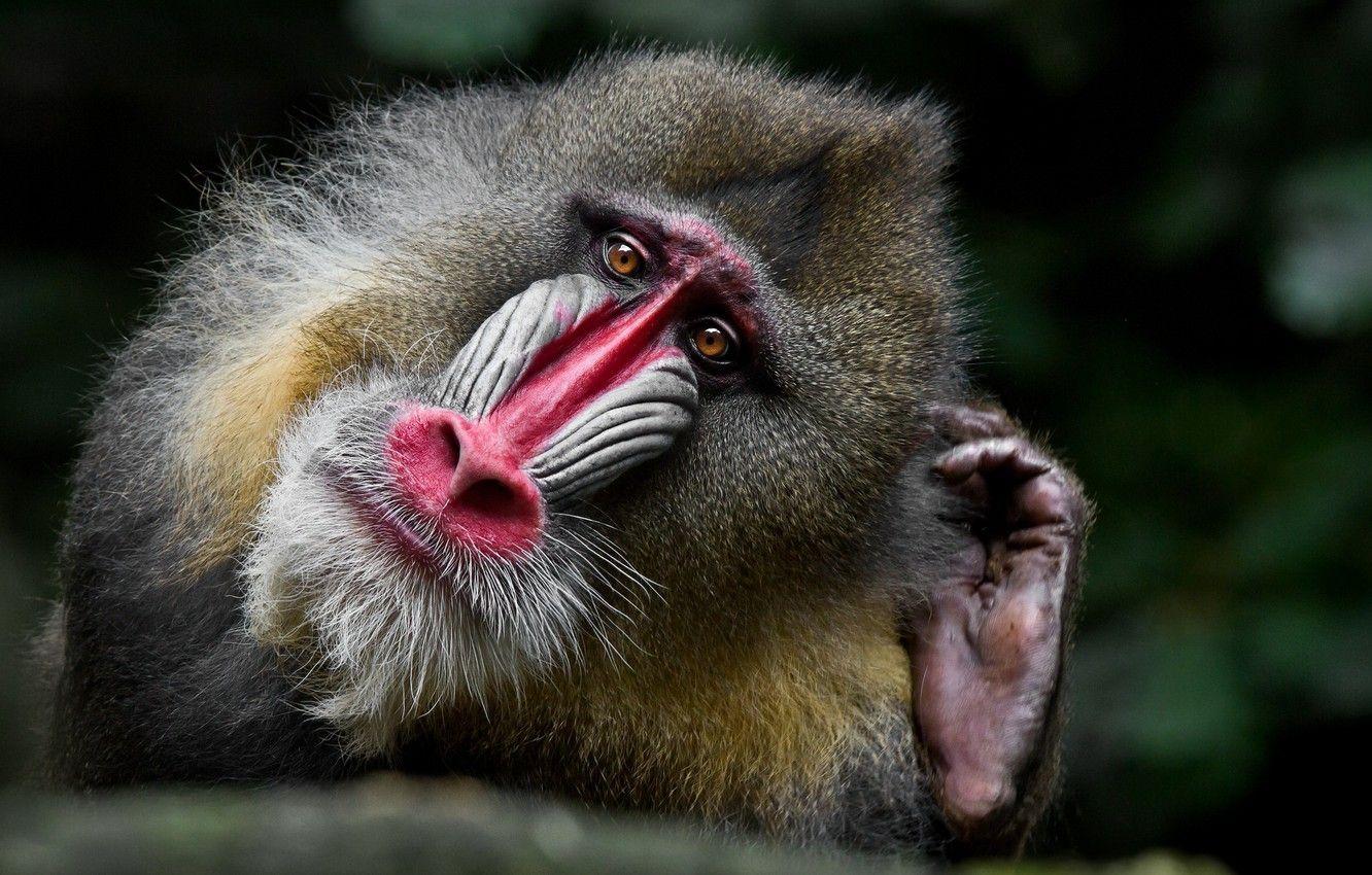 1332x850 Wallpaper portrait, monkey, Mandrill image for desktop, section