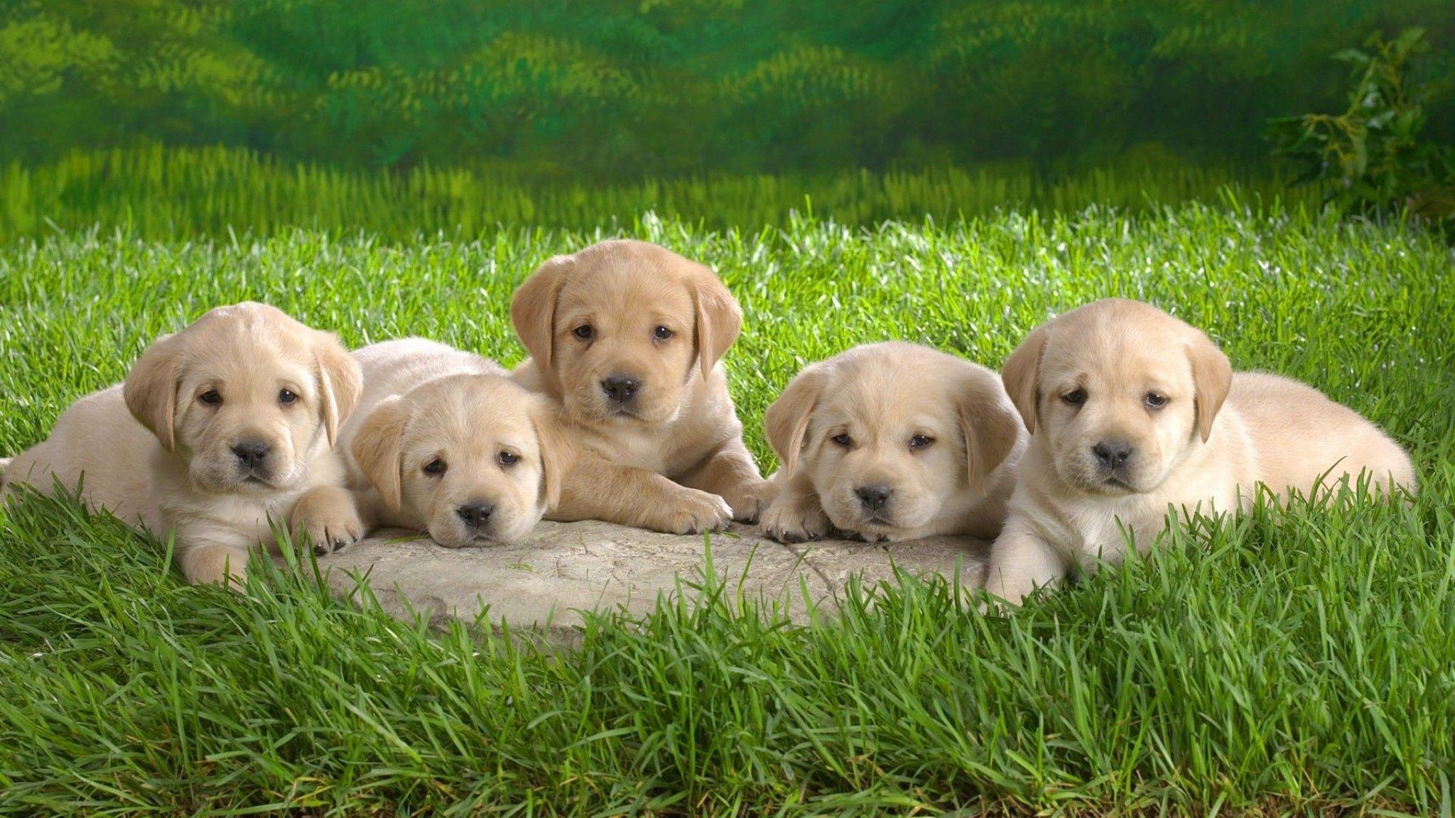 2048x1152 Labrador Wallpaper