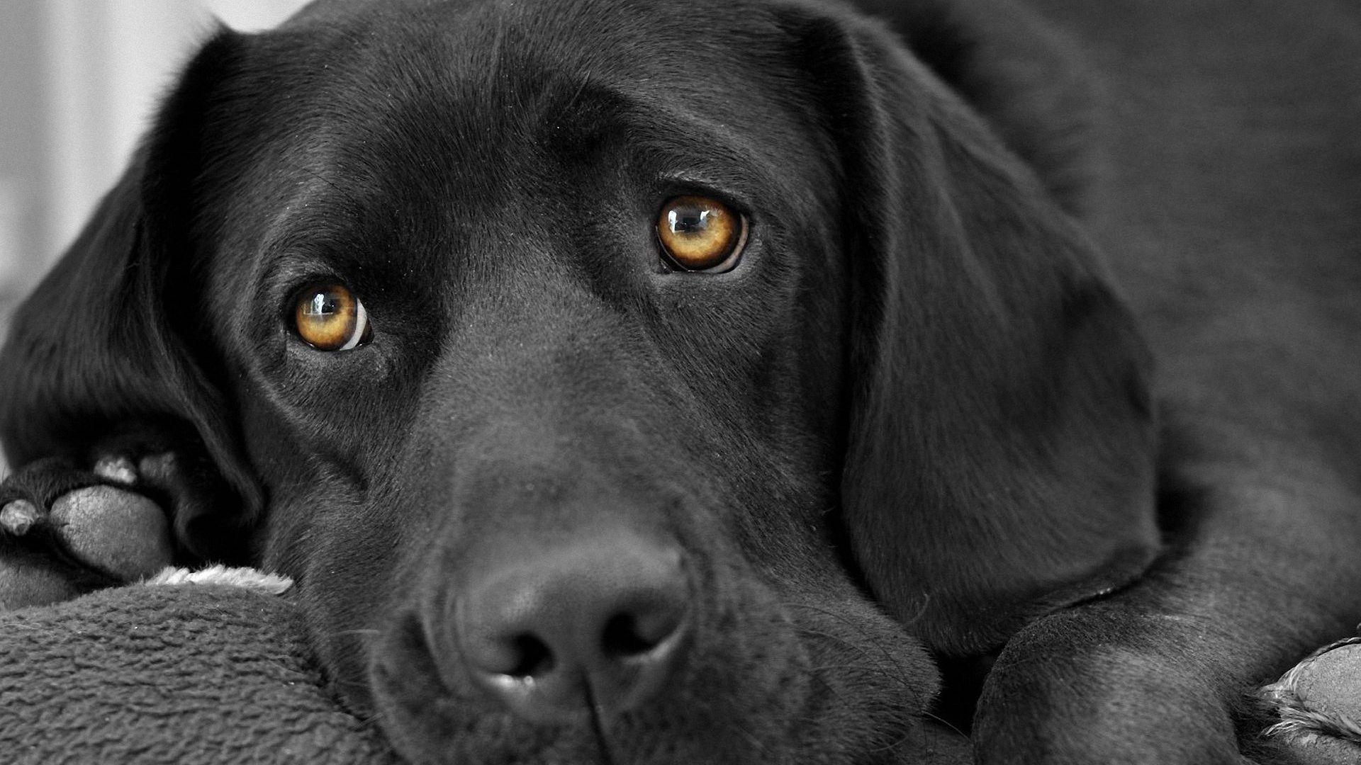 1920x1080 Free download Black Labrador Wallpaper Pack Download FLGX DB