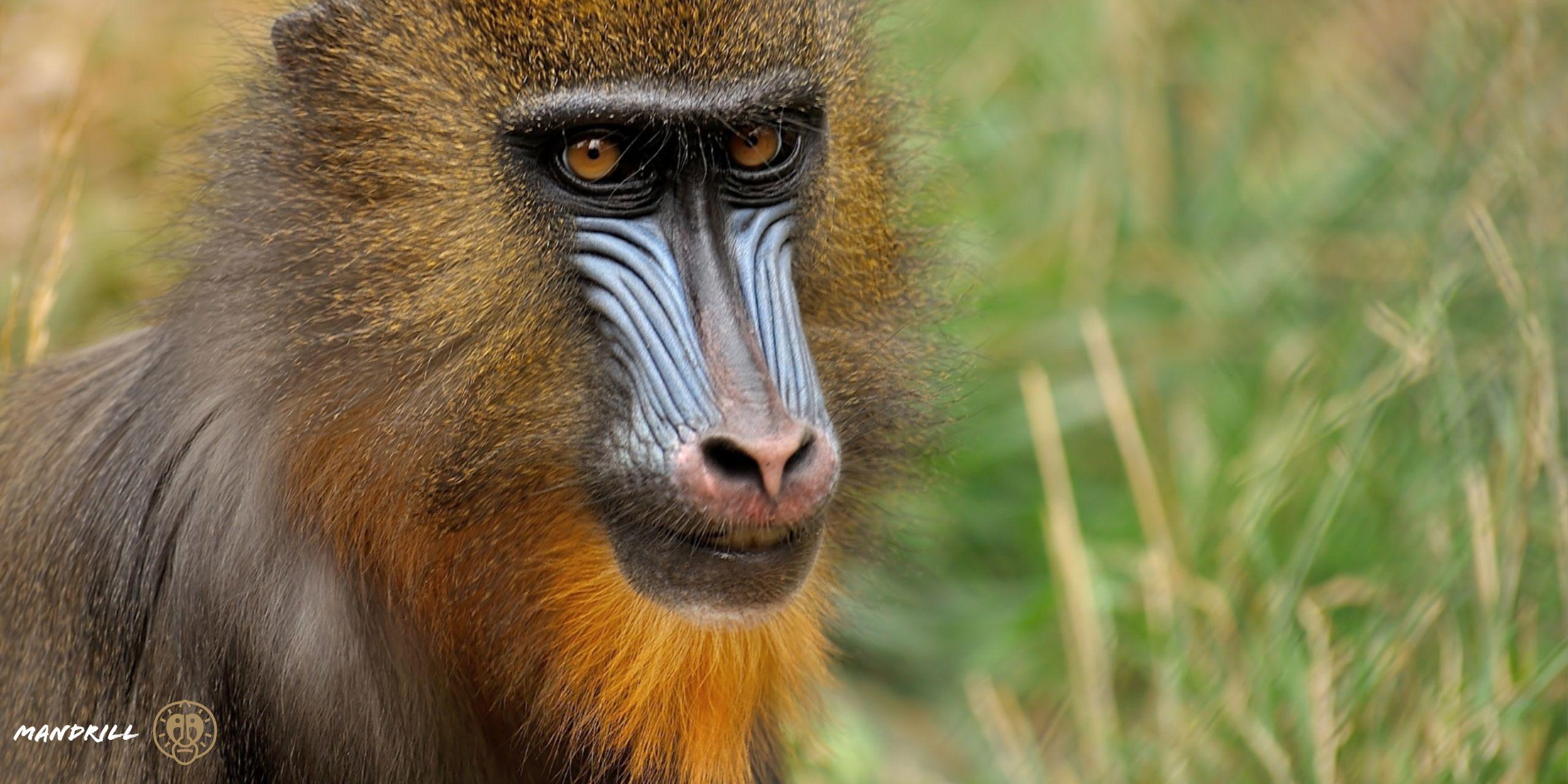 2560x1280 Mandrill Monkey HD Wallpaper